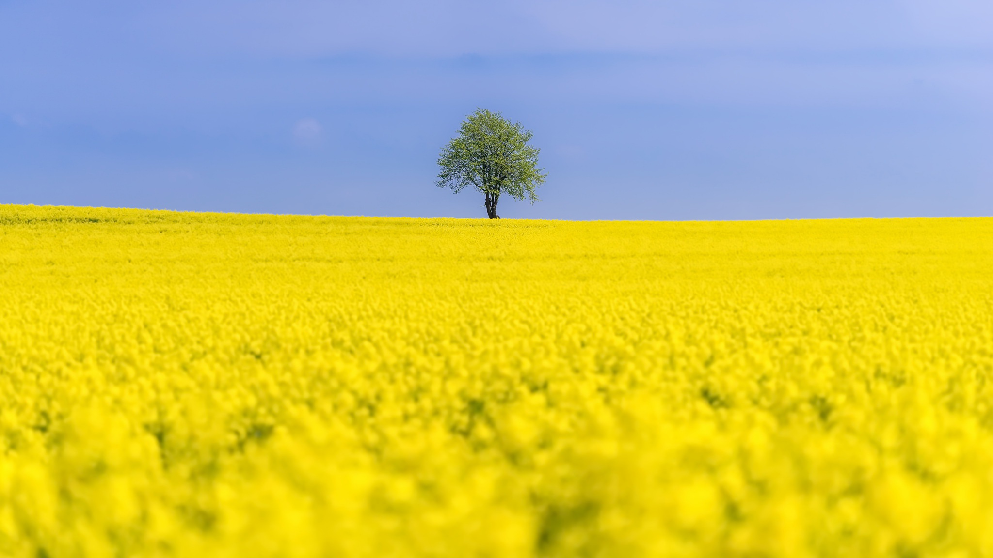 Field Flower Lonely Tree Nature Rapeseed Summer Tree Yellow Flower 2048x1152