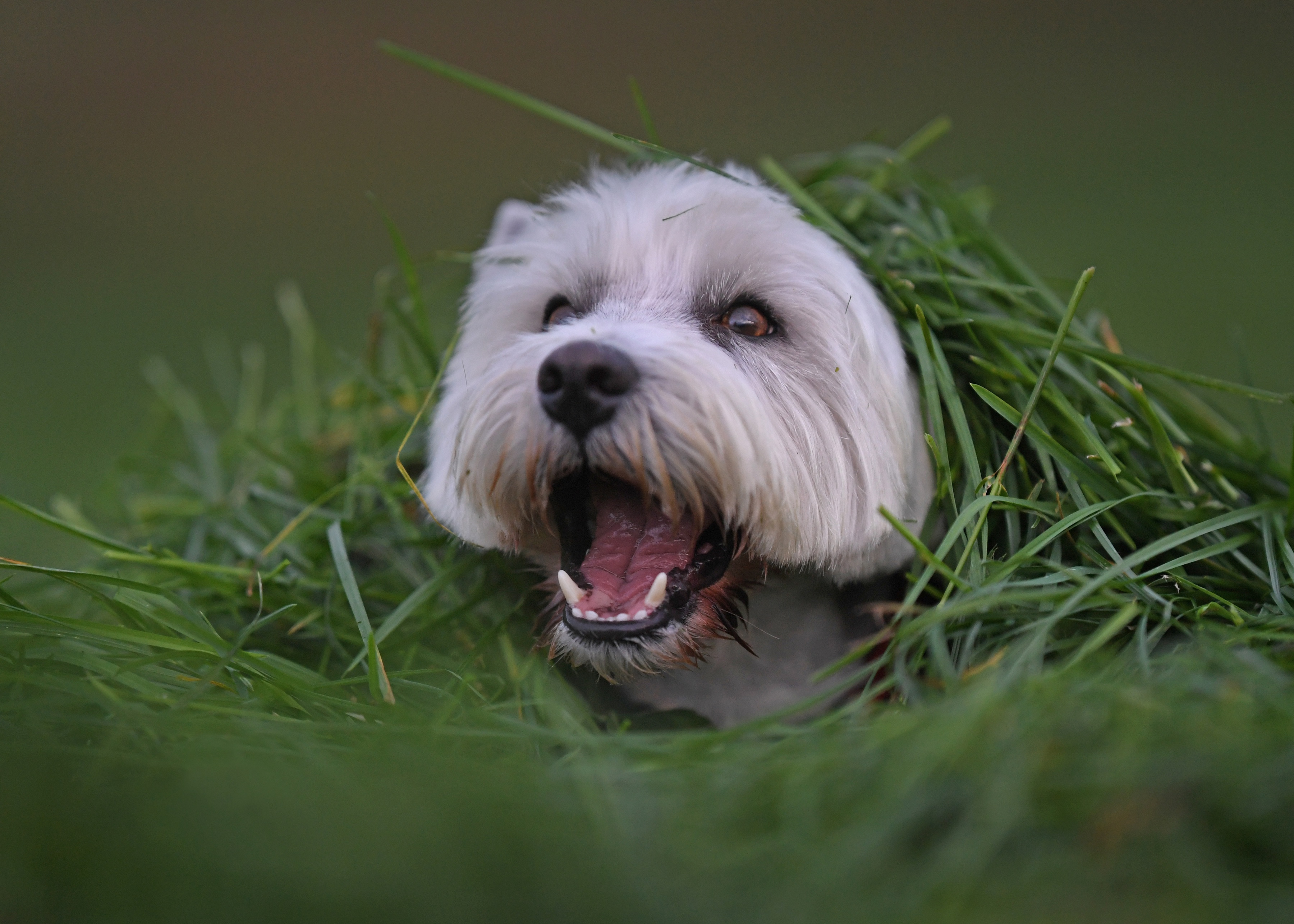 Dog Grass Pet West Highland White Terrier 3600x2572