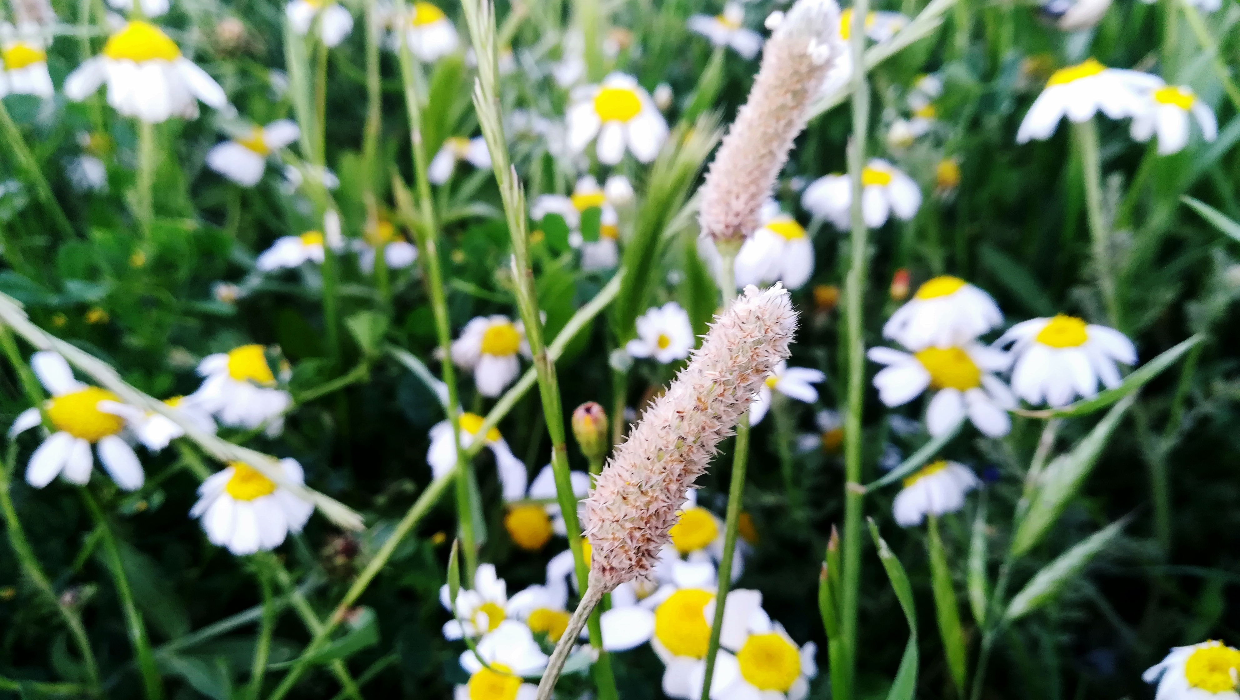 Chamomile Depth Of Field Flower Nature Spring 3968x2240