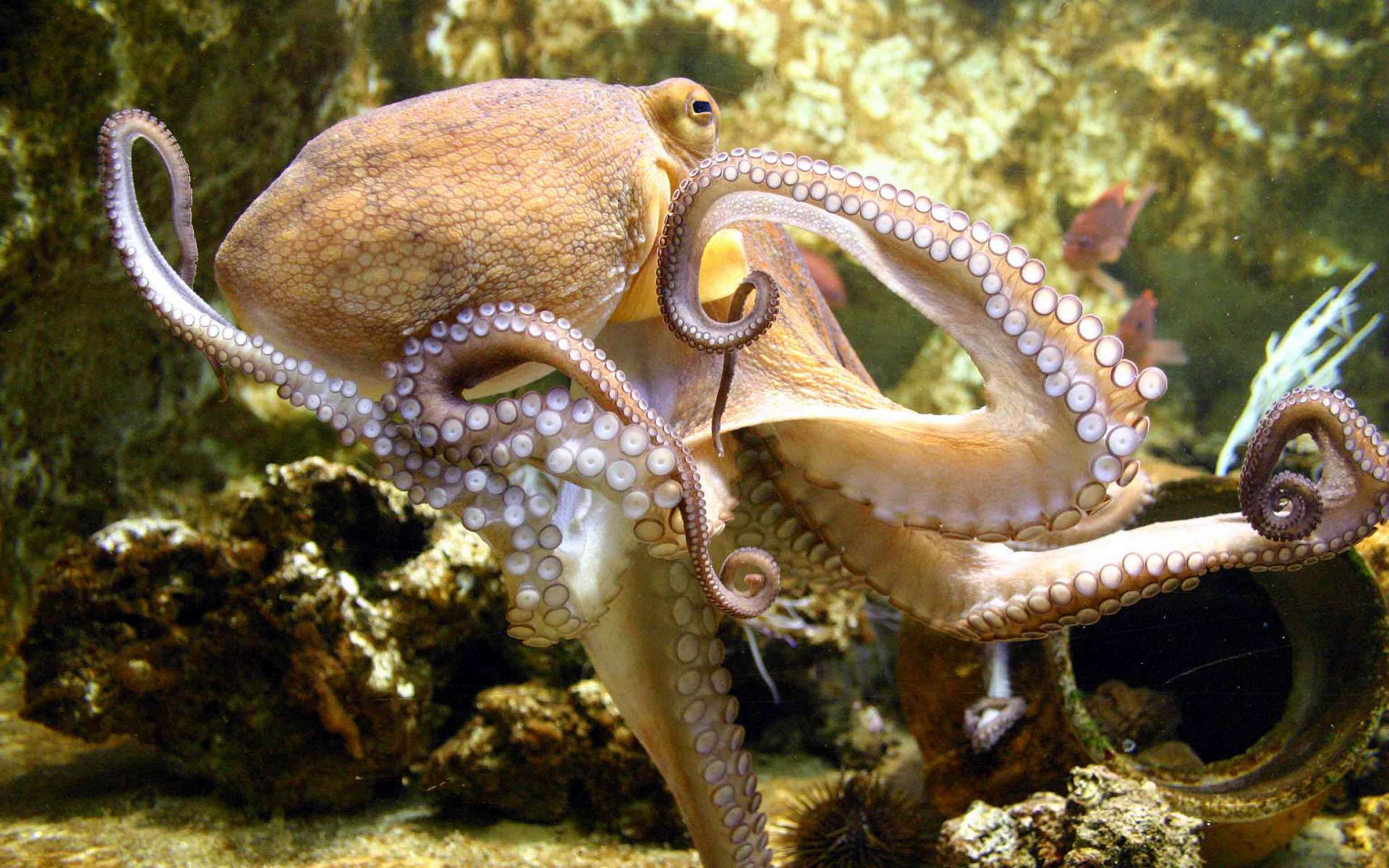 Animal Octopus 1920x1200