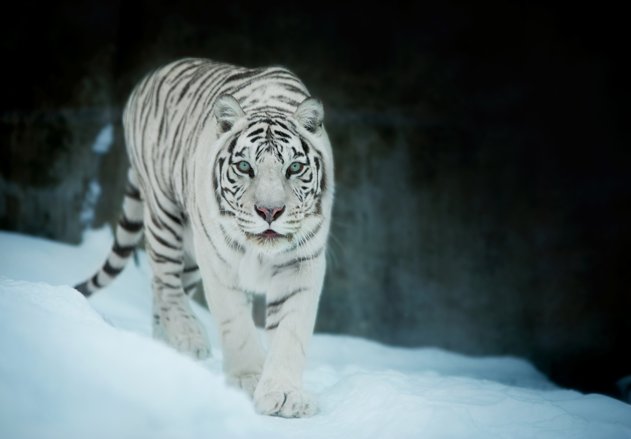 Big Cat White Tiger Wildlife Predator Animal 2670x1858