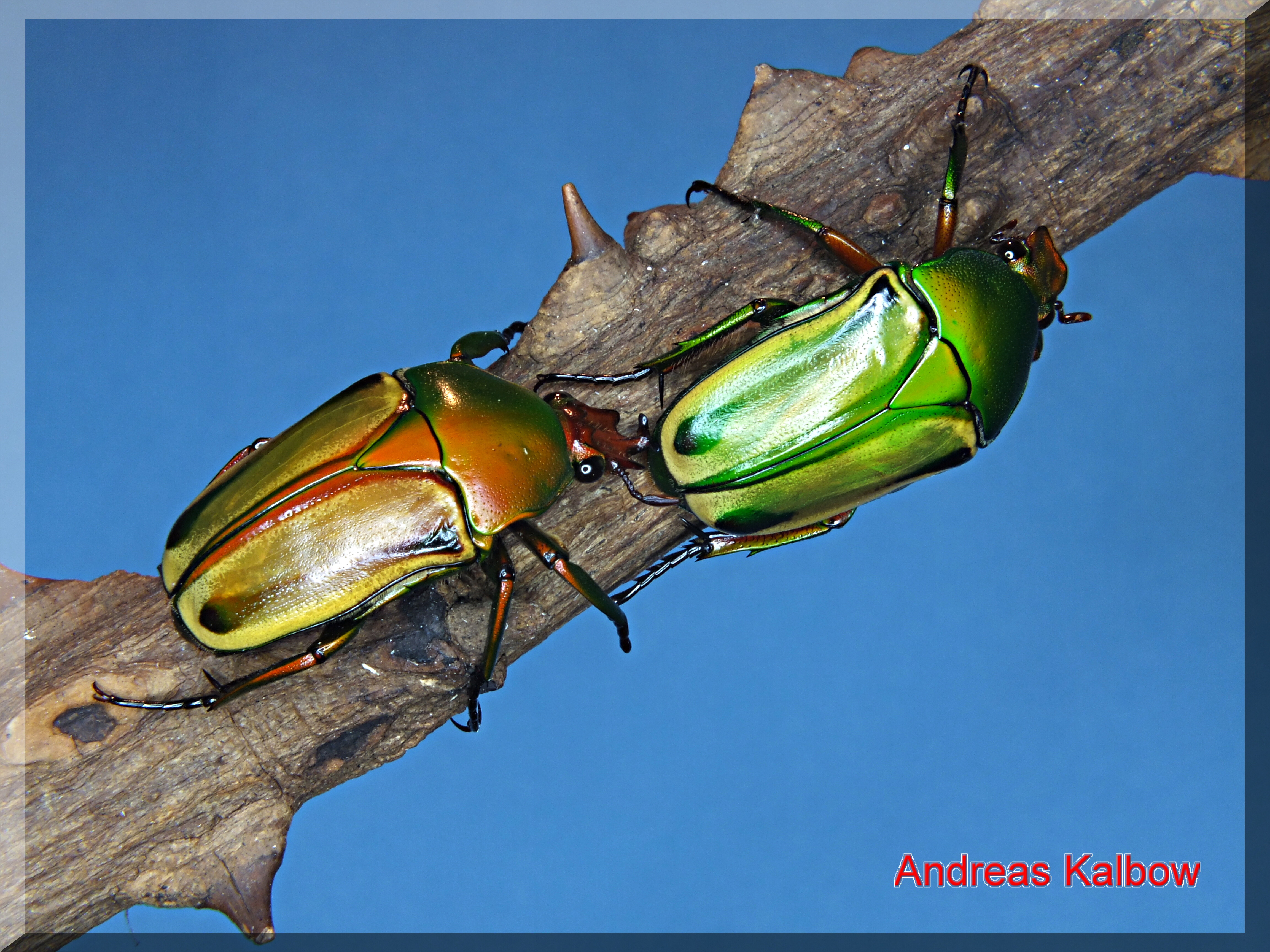 Animal Beetle 4608x3456