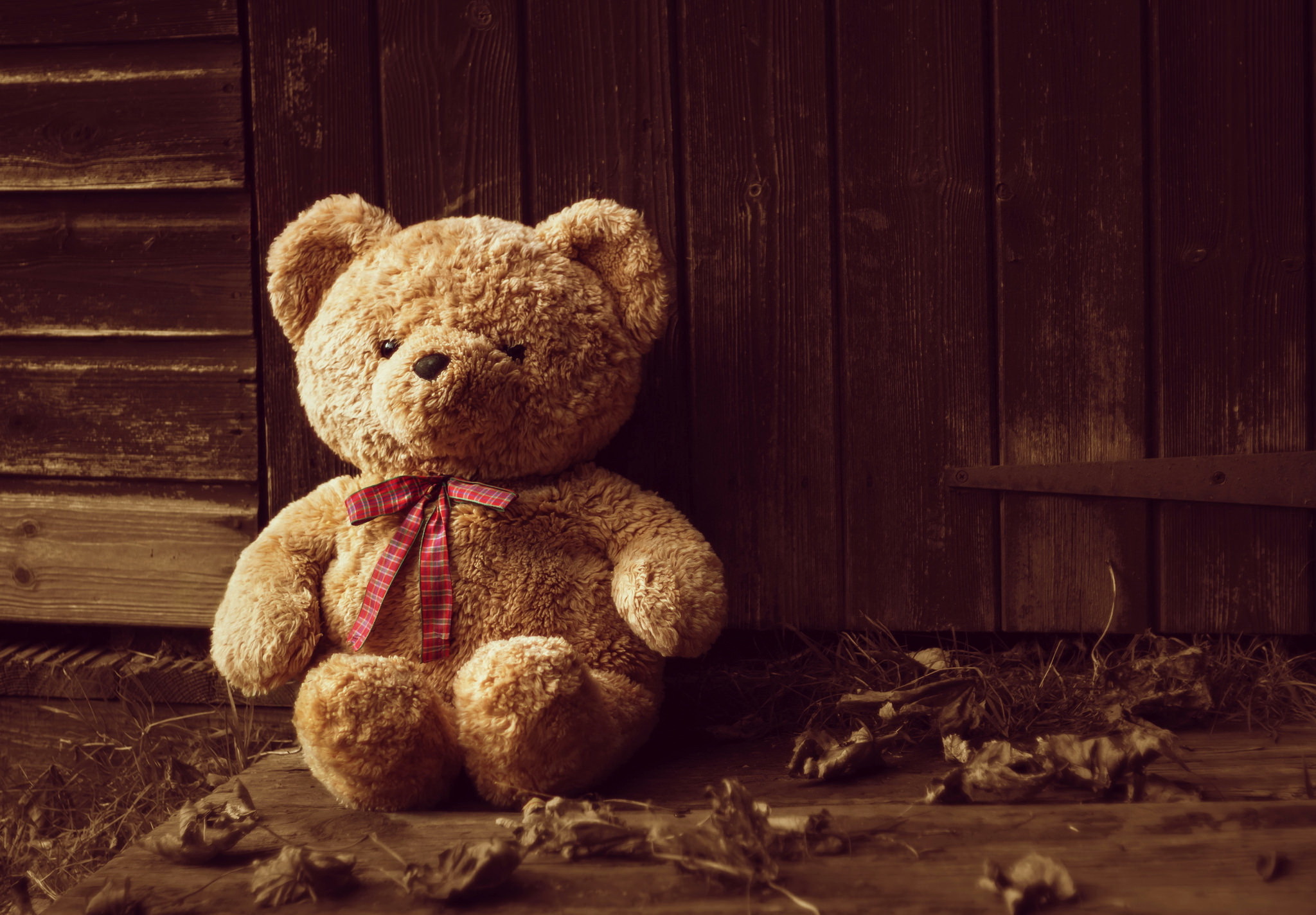Stuffed Animal Teddy Bear 2048x1424