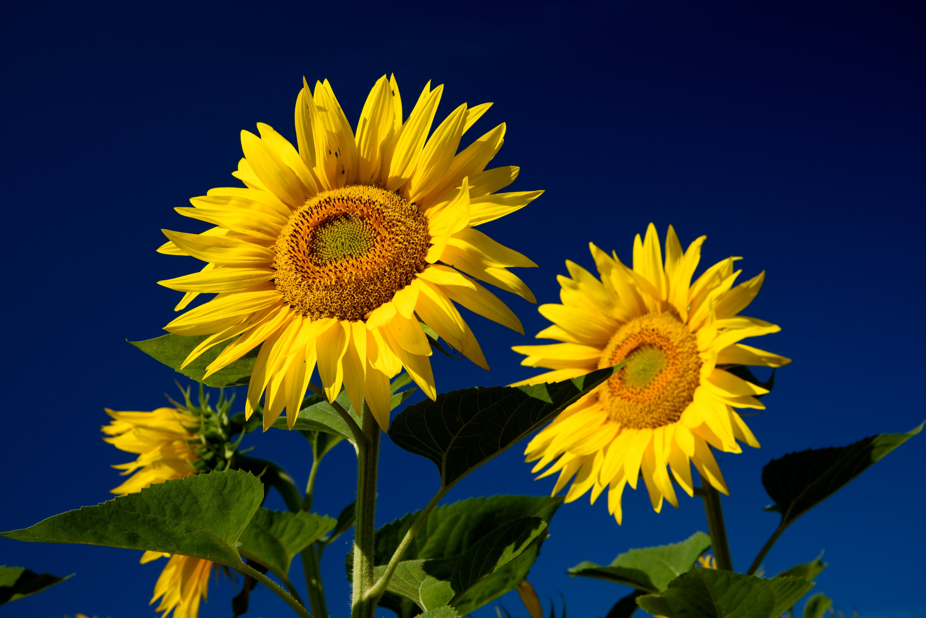 Sky Sunflower 3072x2051