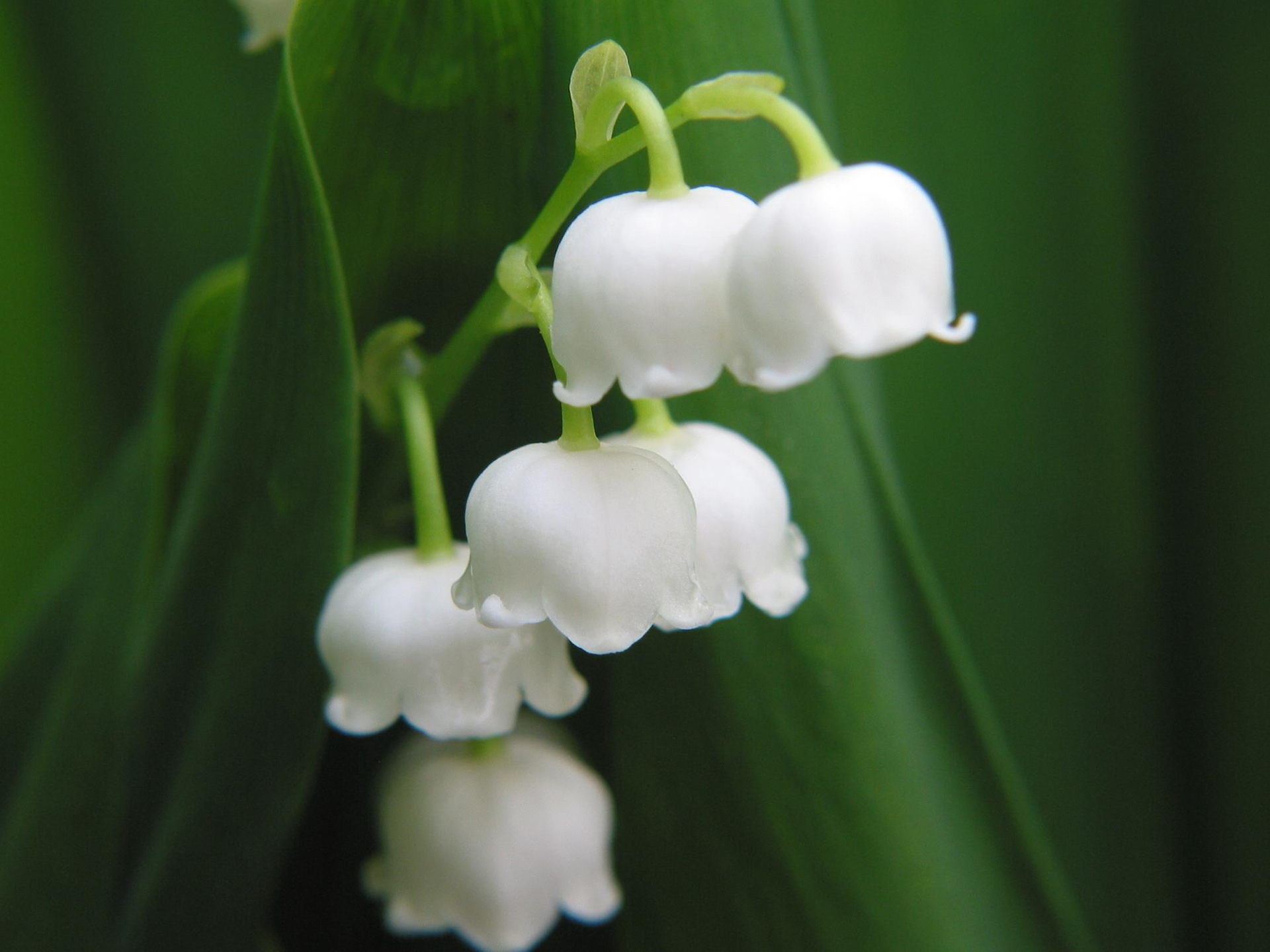 Earth Flower Lily Of The Valley Nature White Flower 1920x1440