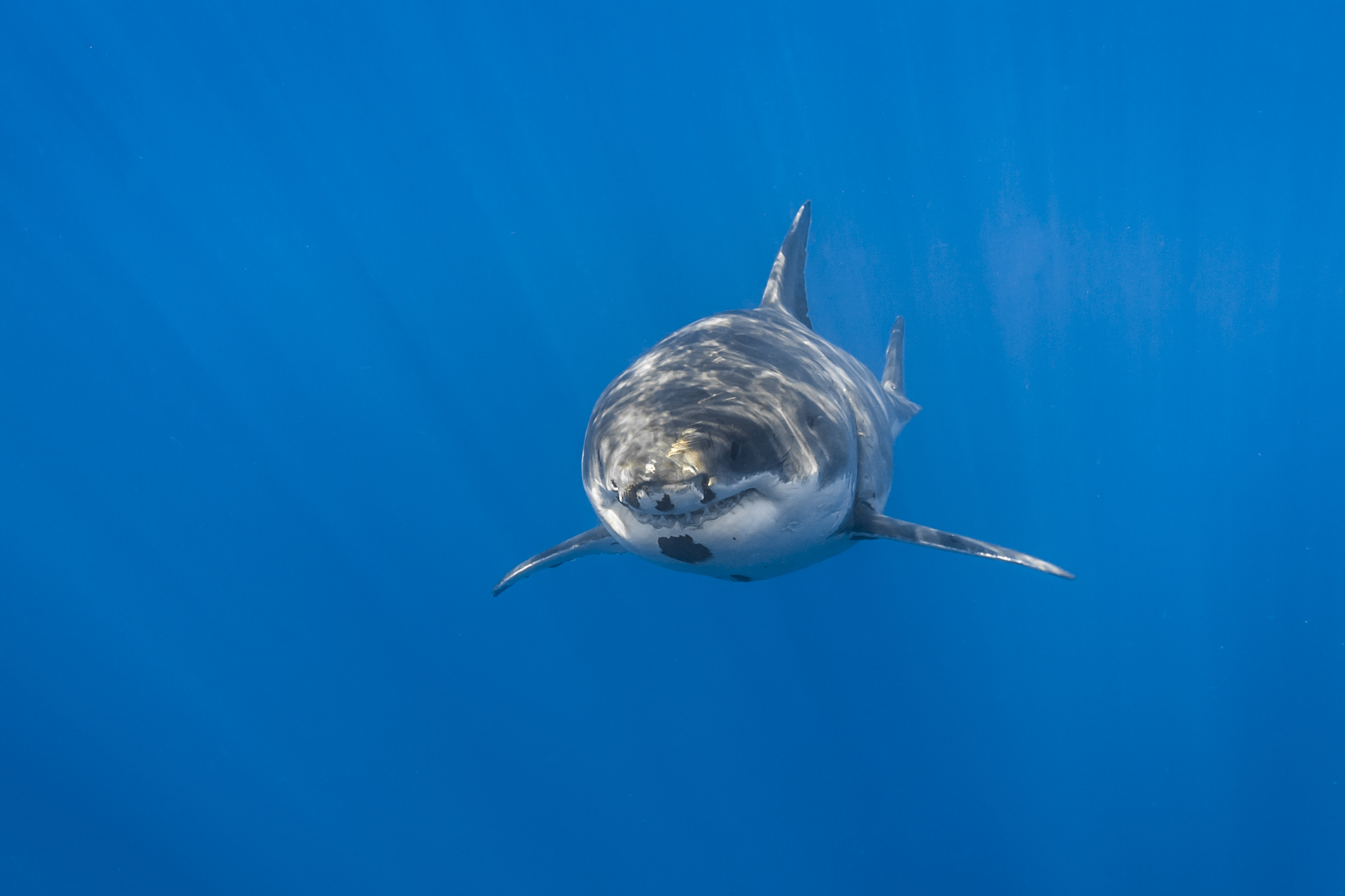 Fish Sea Life Shark Underwater Predator Animal 2991x1994