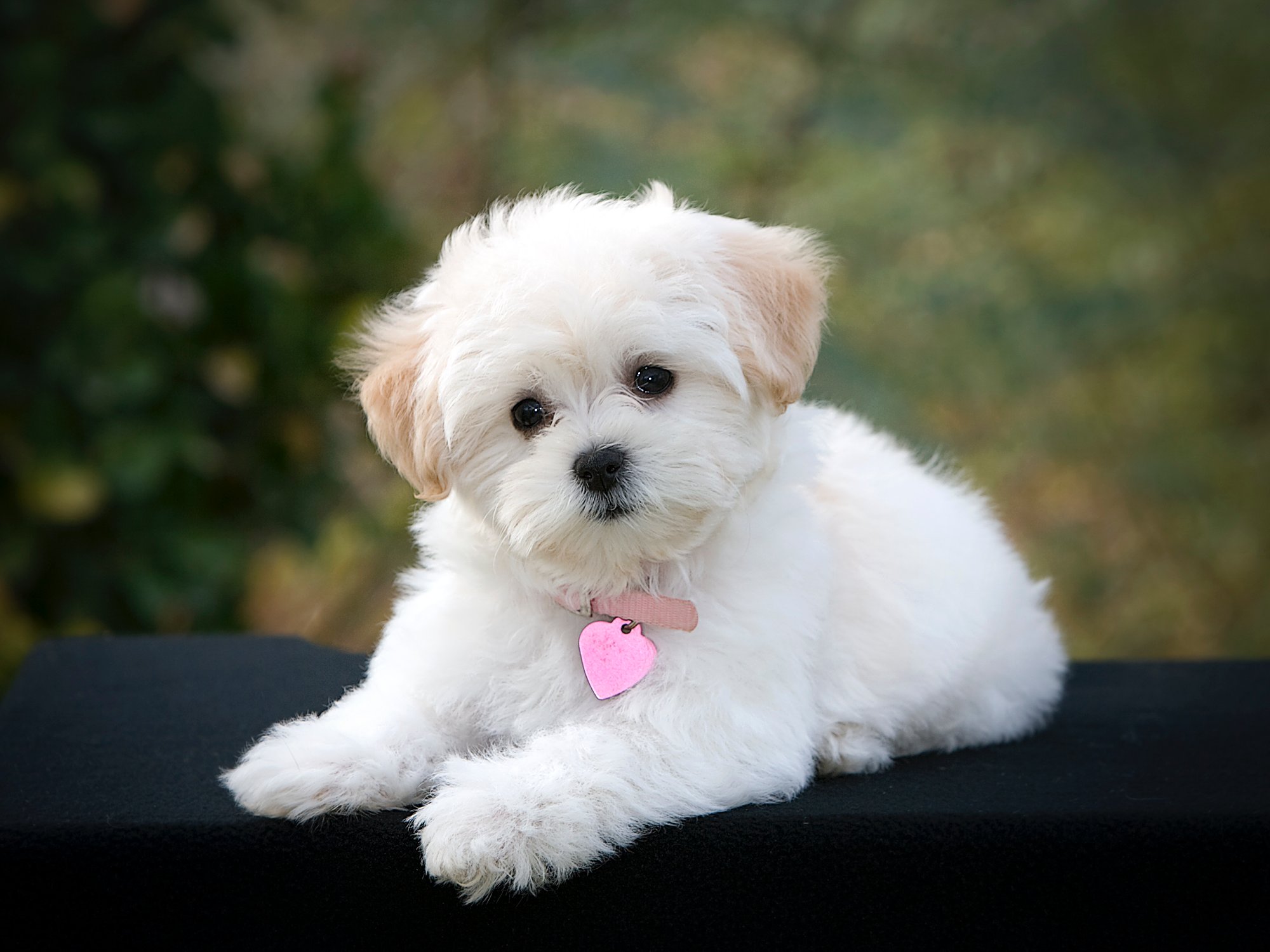 Animal Cute Dog Maltese Puppy 2000x1500
