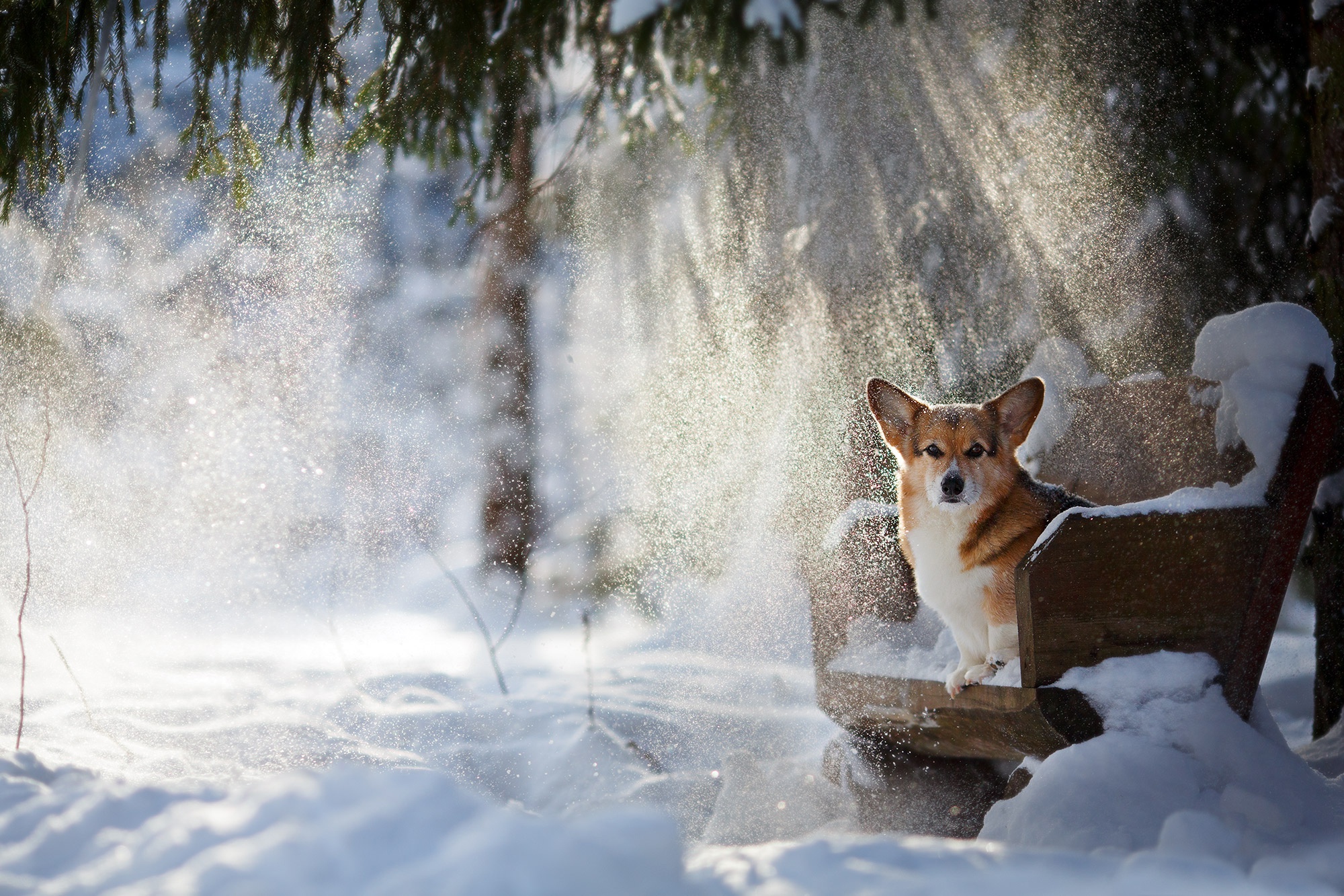 Bench Corgi Dog Pet Snow Sunbeam Winter 2000x1333