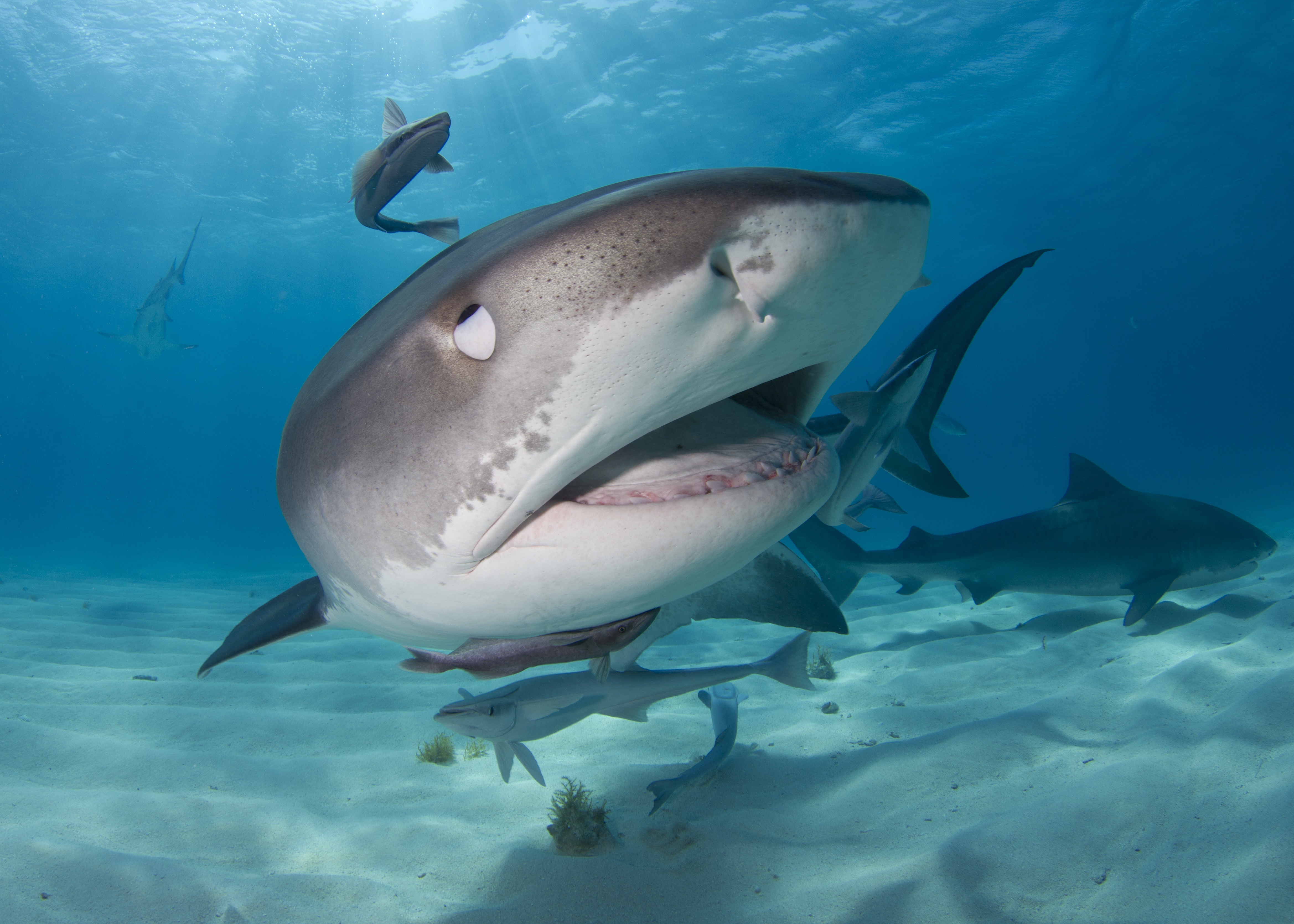 Fish Shark Underwater Predator Animal 4676x3340