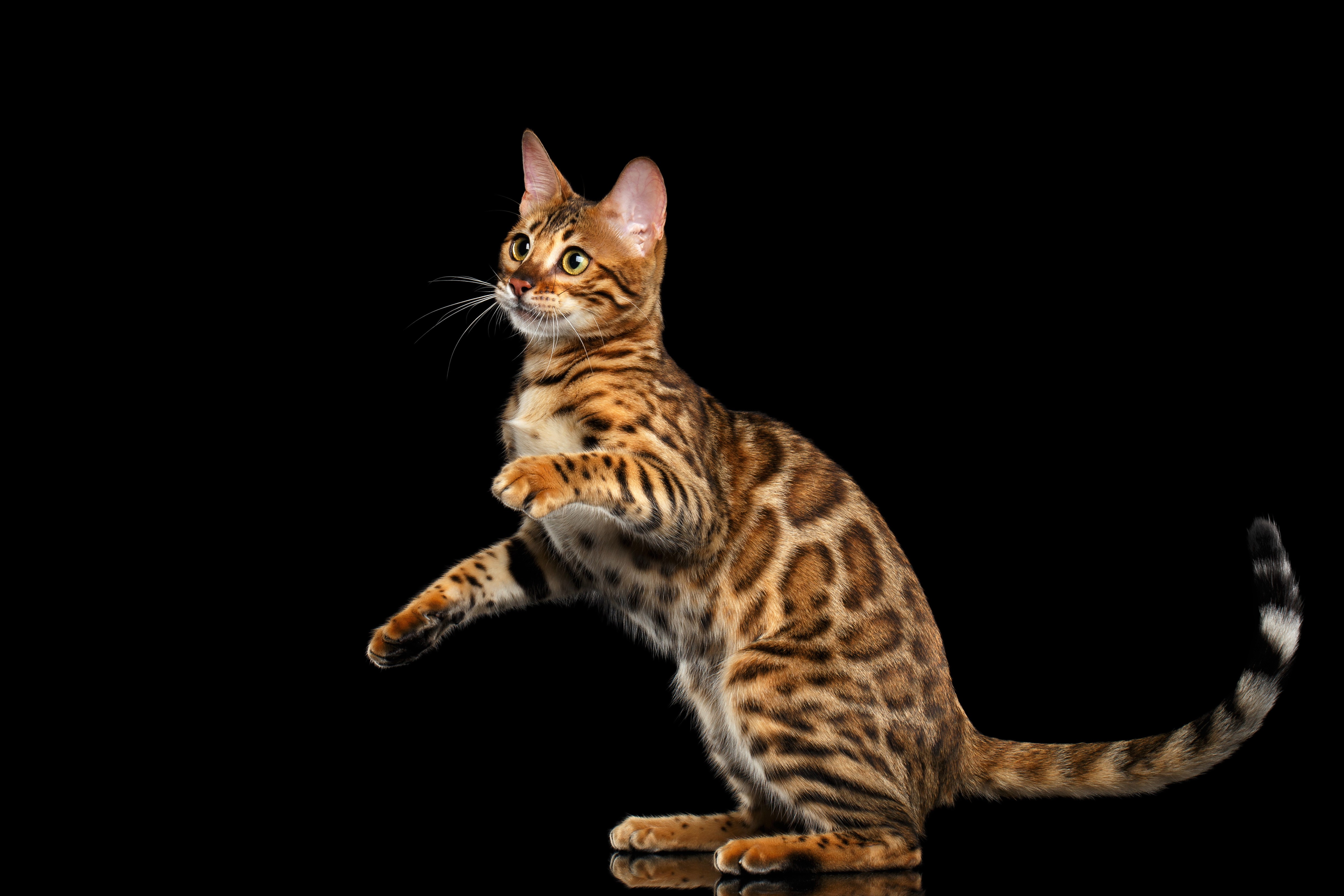 Animal Brown Cat Leopard Cat 4915x3277