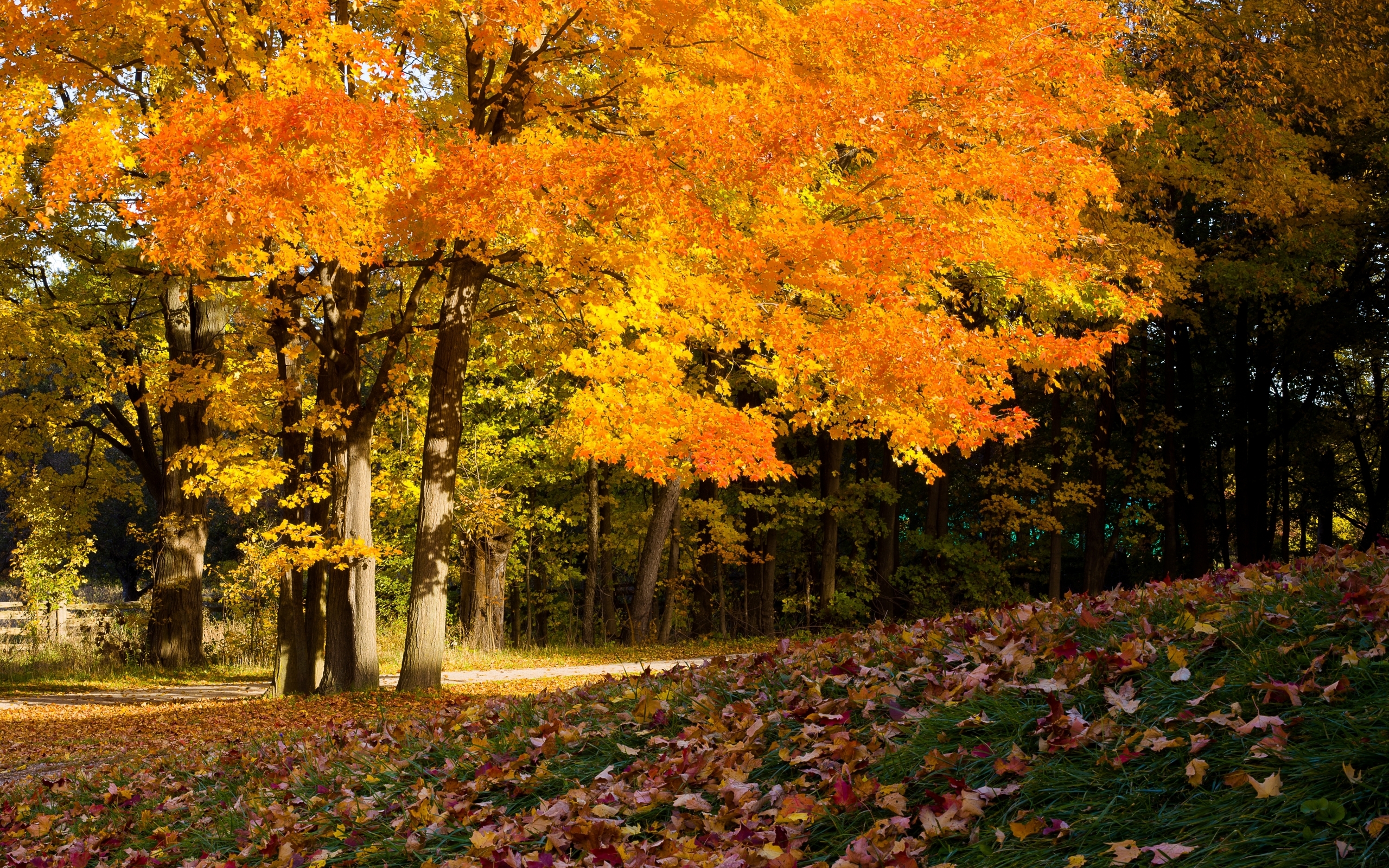 Fall Leaf Nature Season 2560x1600