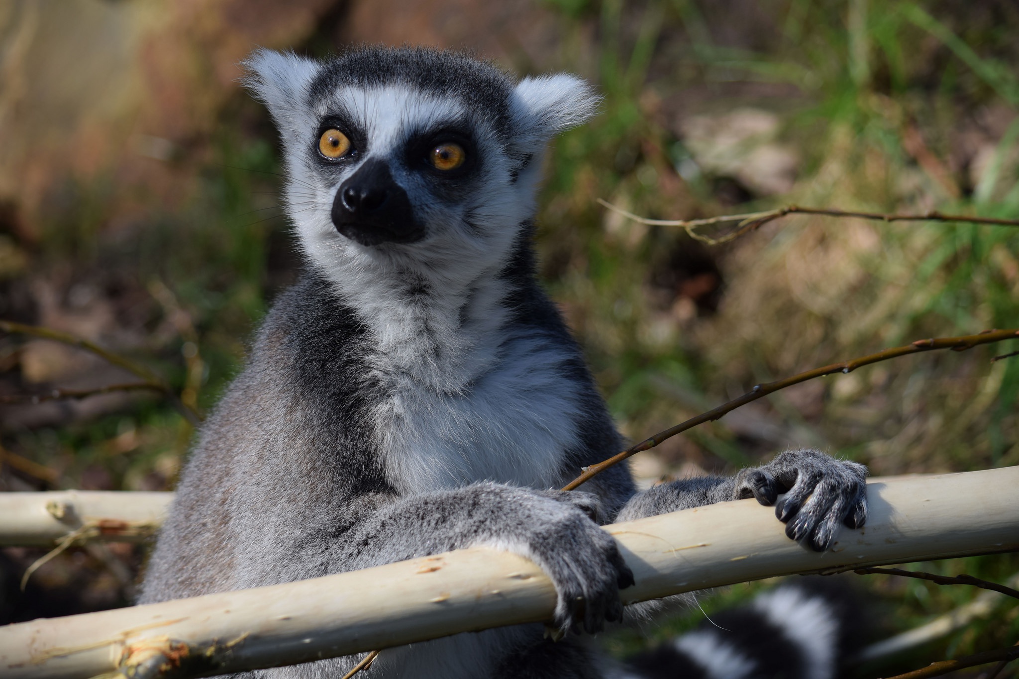 Lemur Wildlife 2048x1365