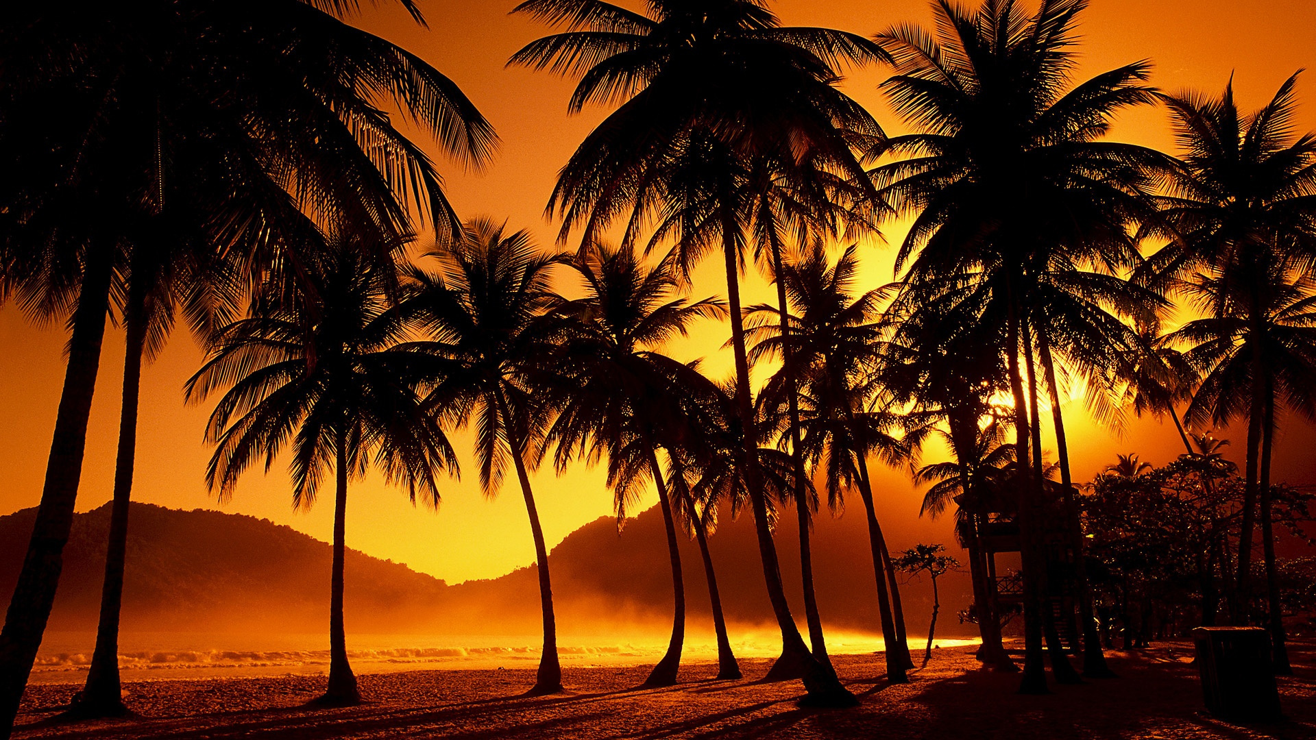 Palm Tree Sunset Tropics 1920x1080