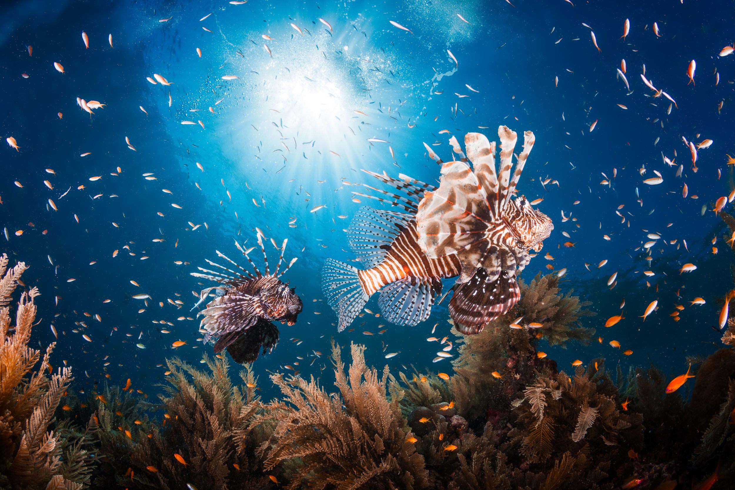 Fish Lionfish Sea Life Sunbeam Underwater 2500x1667