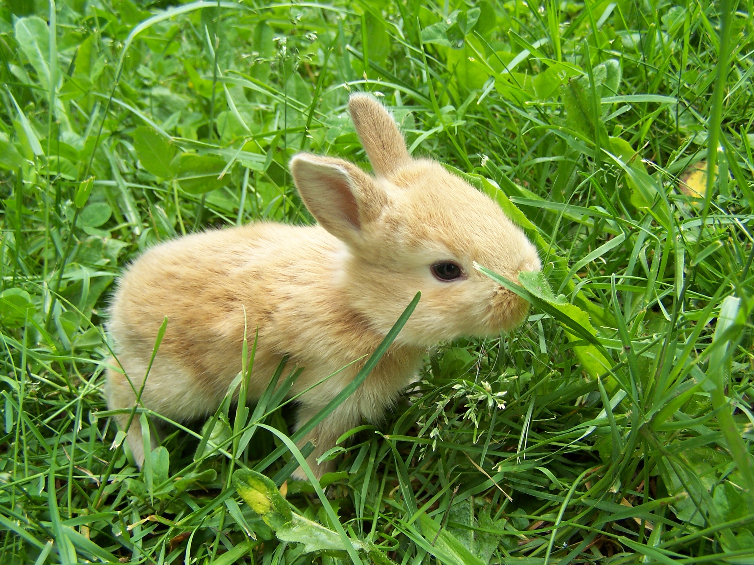 Animal Baby Animal Bunny Cute Grass Rabbit 2576x1932