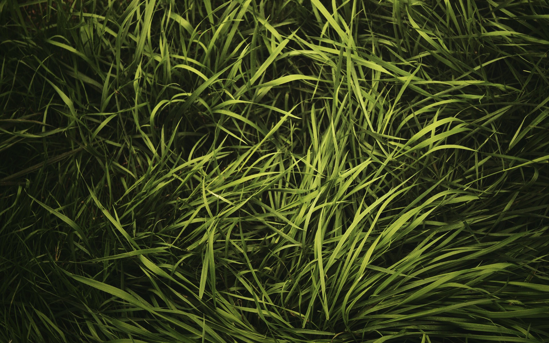 Grass Green 1920x1200