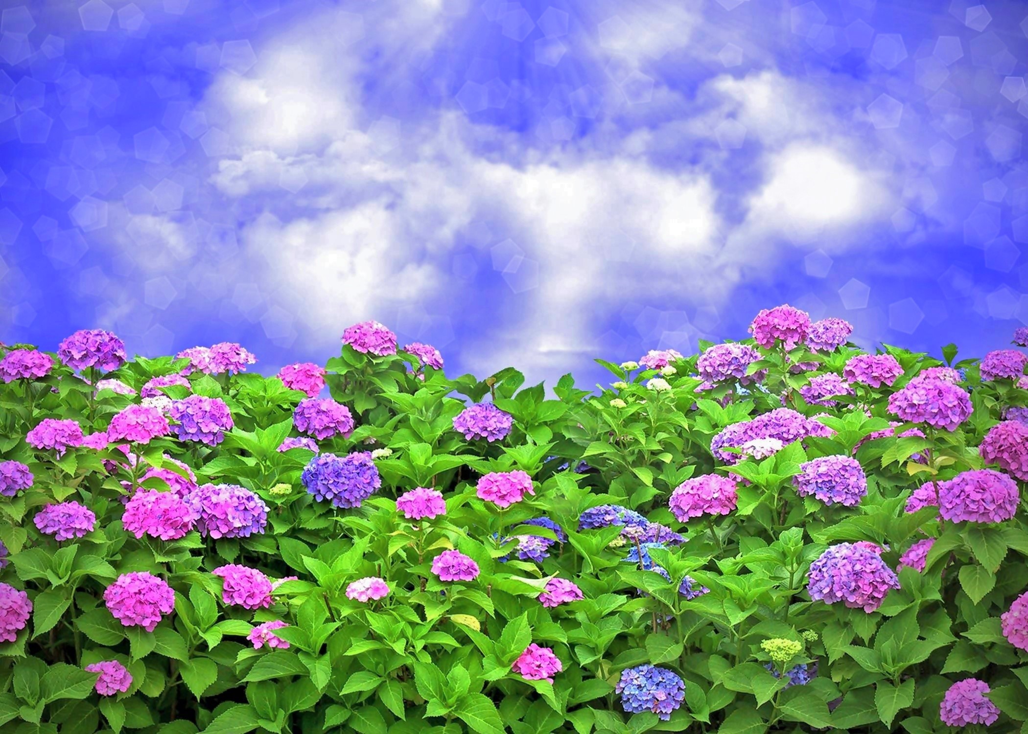 Blue Flower Flower Garden Hydrangea Purple Flower Sky 2100x1500