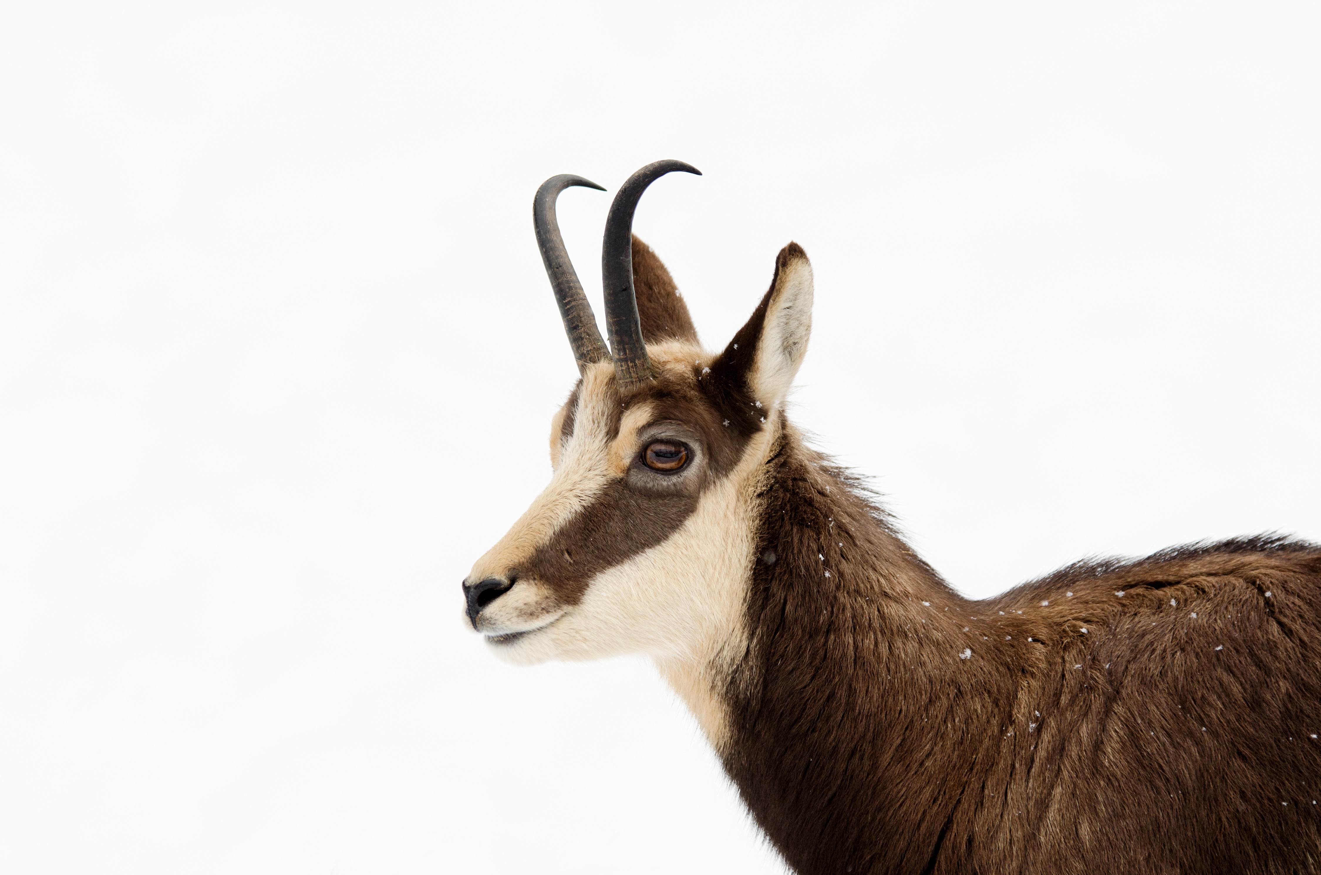 Antelope Chamois 4500x2981