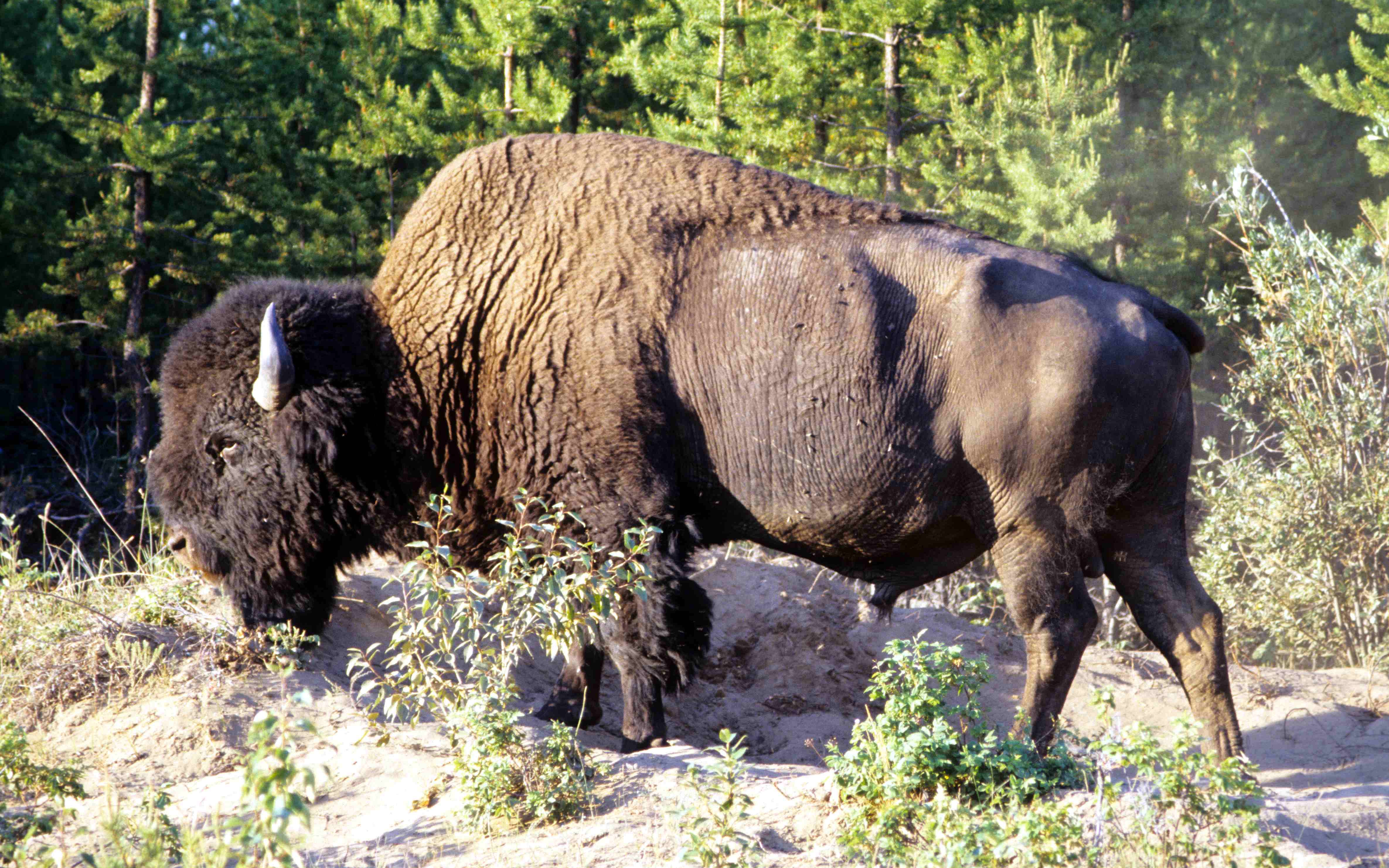 Animal American Bison 5120x3199