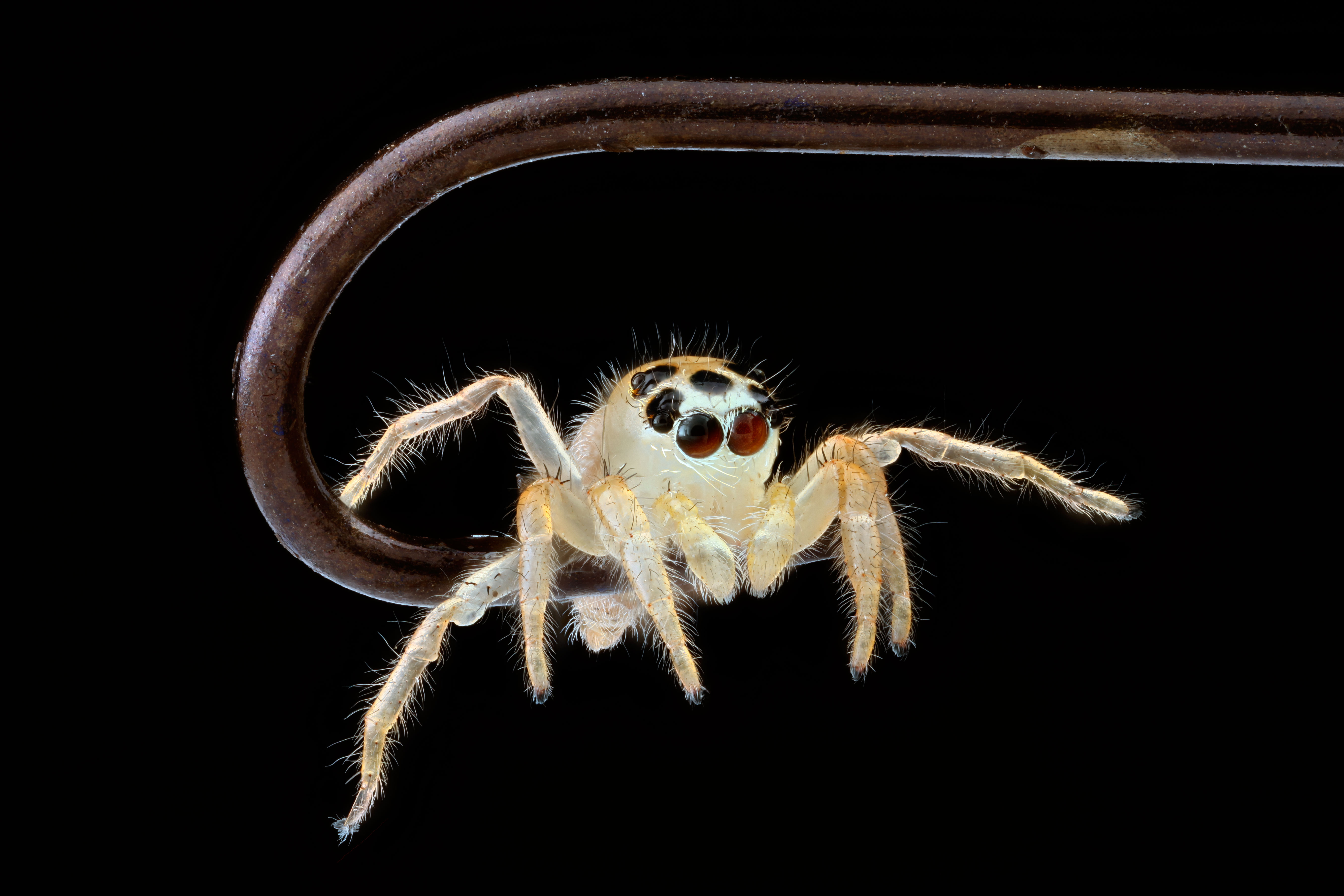 Jumping Spider 5335x3557