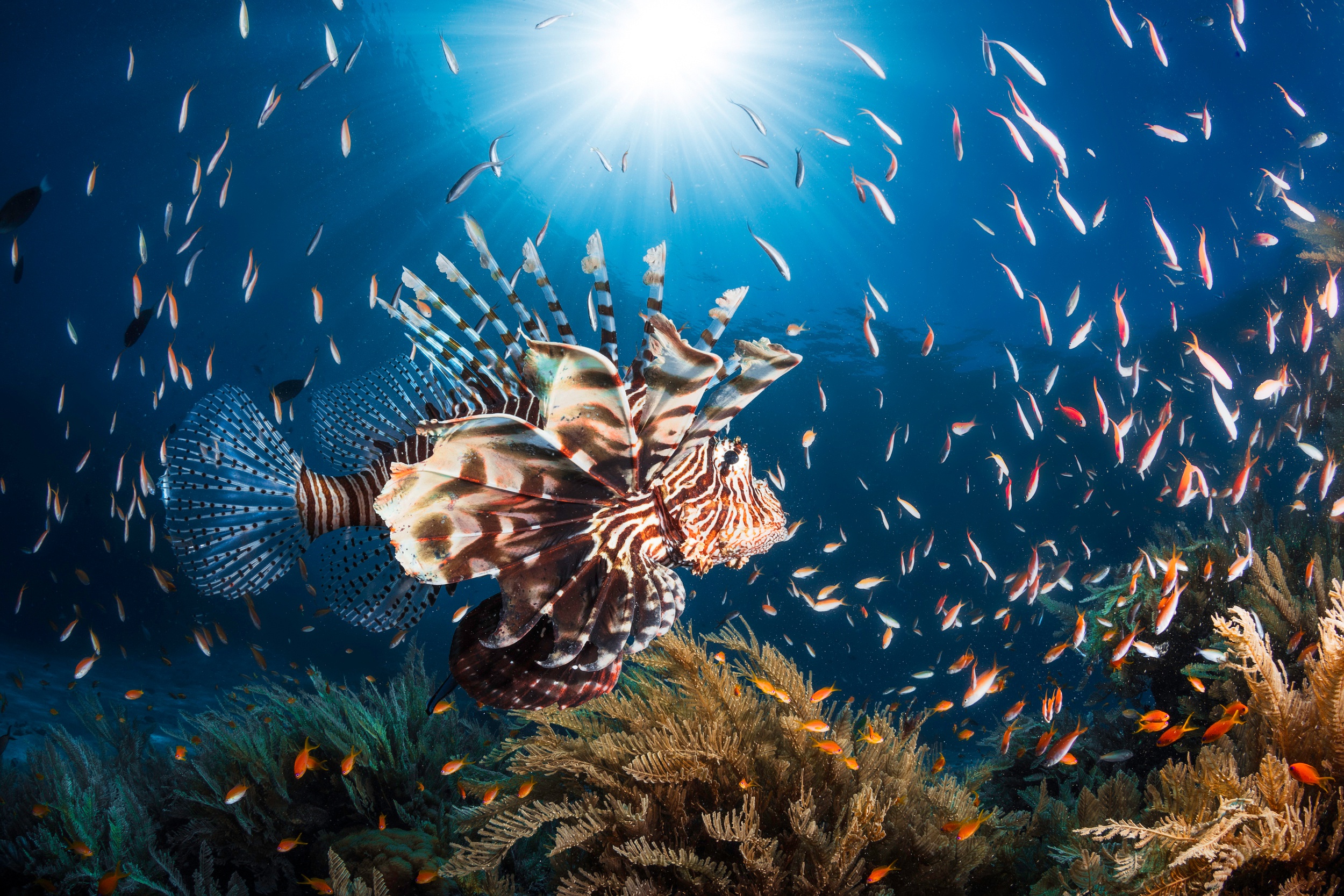 Fish Lionfish Sea Life Underwater 2500x1667