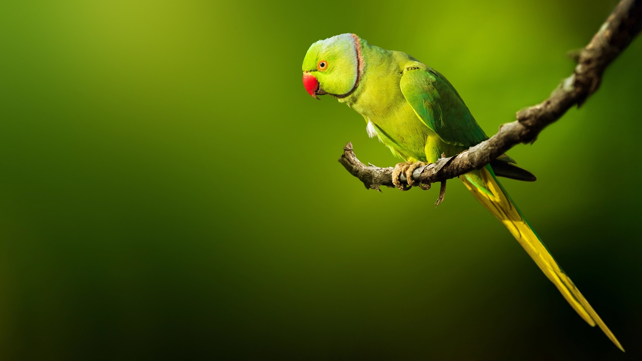 Bird Parrot Rose Ringed Parakeet Wildlife 2048x1152