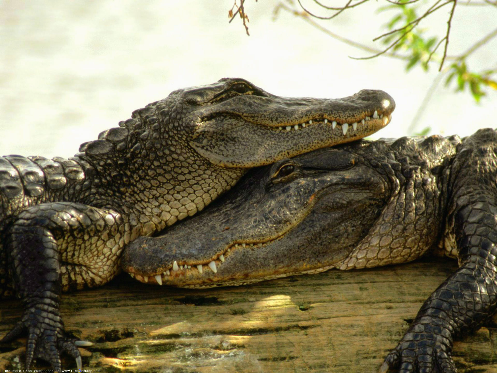 Animal Crocodile 1920x1440