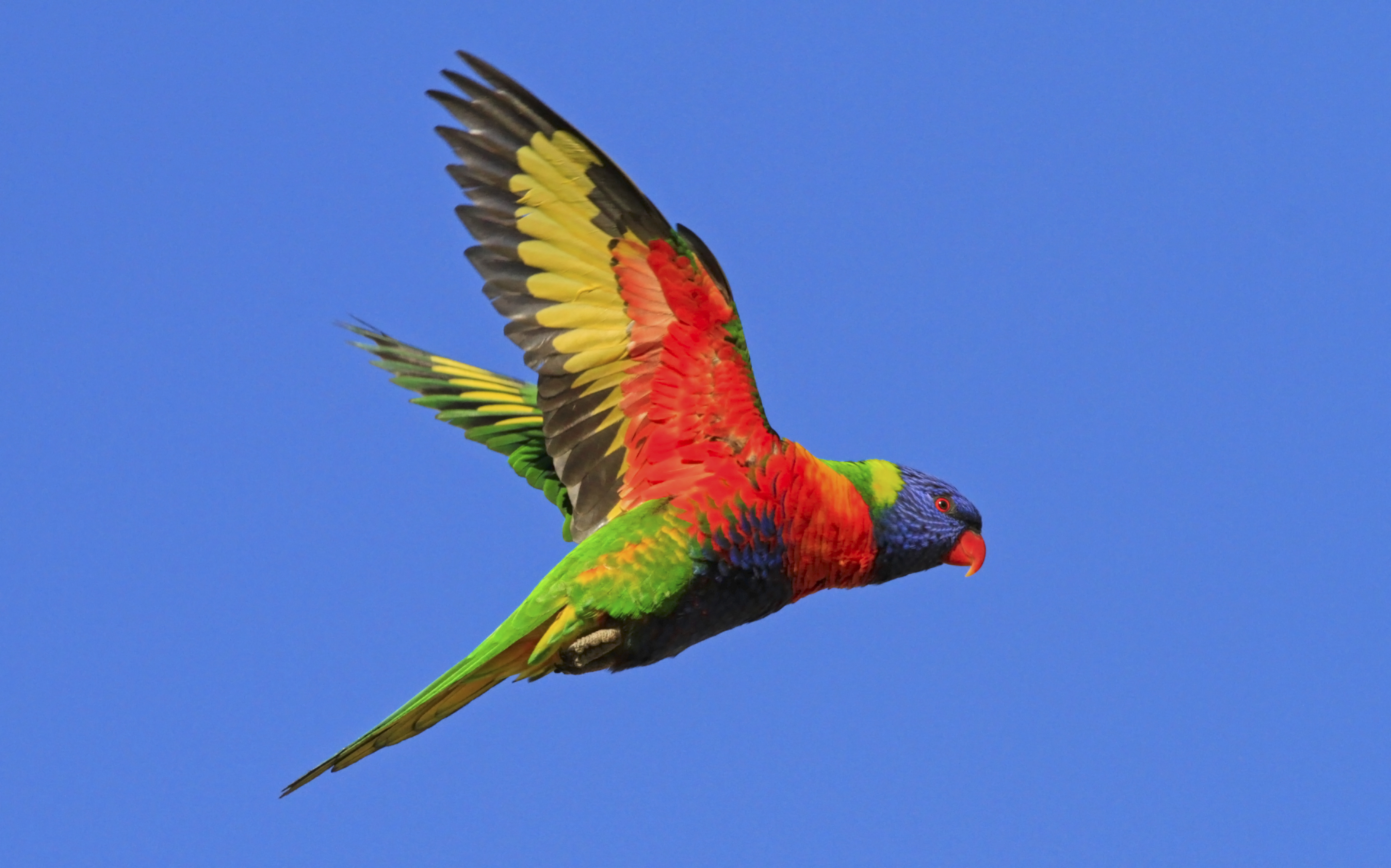 Bird Flight Flying Parrot Rainbow Lorikeet Sky Wings 3481x2173