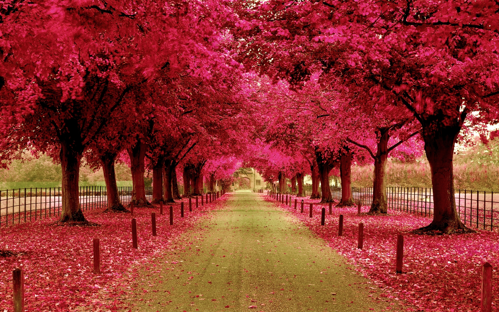 Fall Leaf Park Pink Tree Walkway 1920x1200