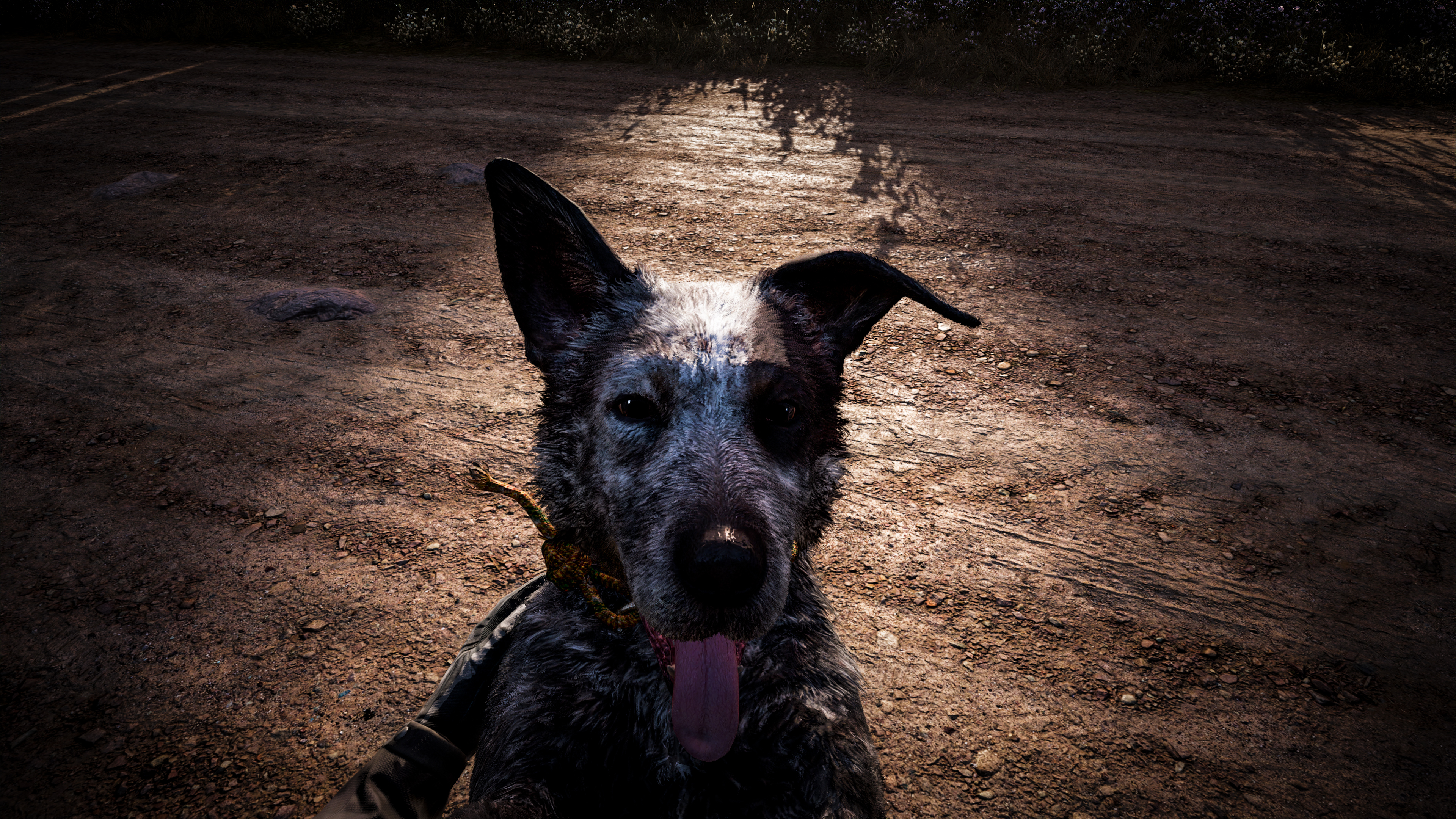 Animal Dog Far Cry Far Cry 5 3840x2160