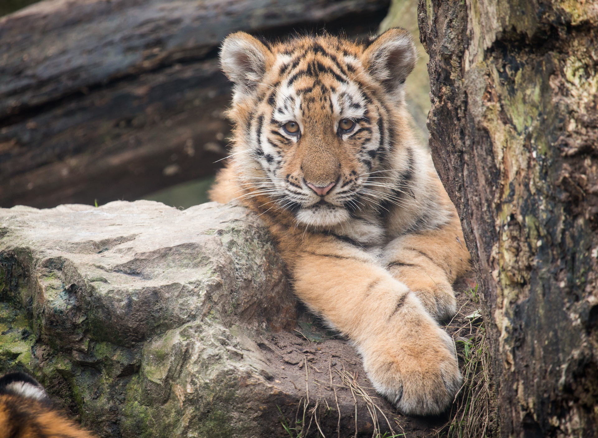 Cub Cute Tiger 1920x1408