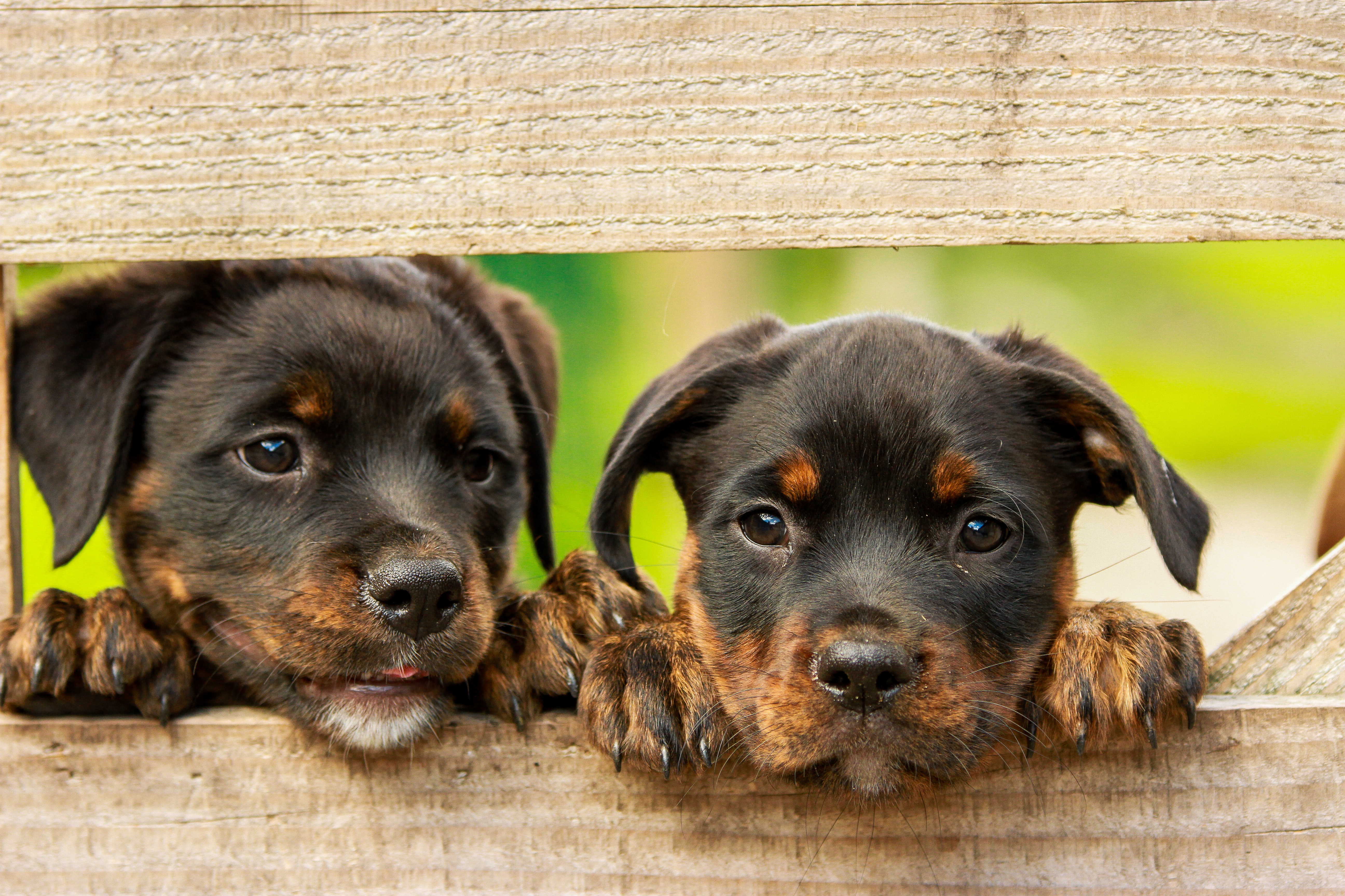 Baby Animal Dog Pet Puppy Rottweiler 5184x3456