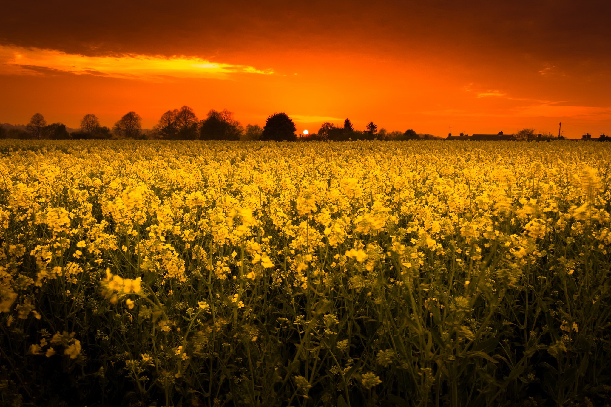 Field Nature Rapeseed Summer Sunset Yellow Flower 2048x1365
