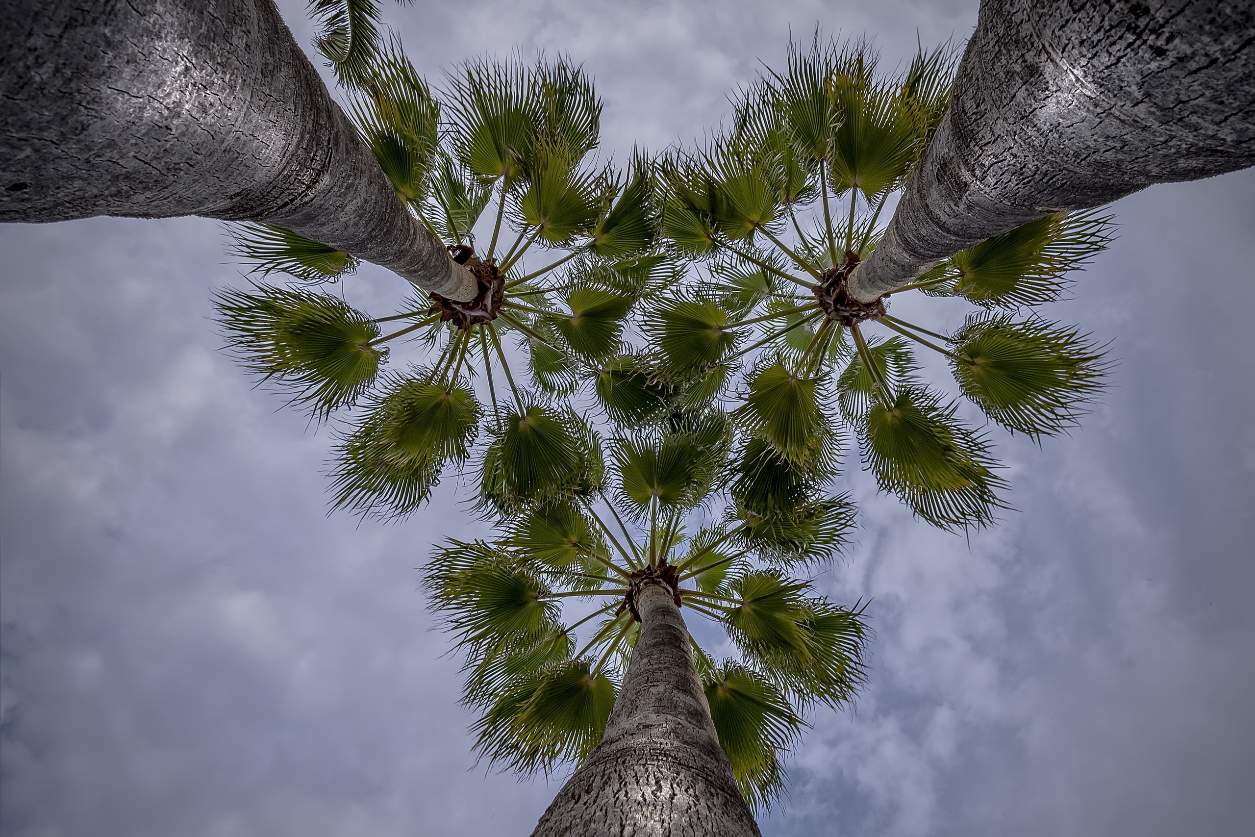 Canopy Earth Palm Tree 2560x1707