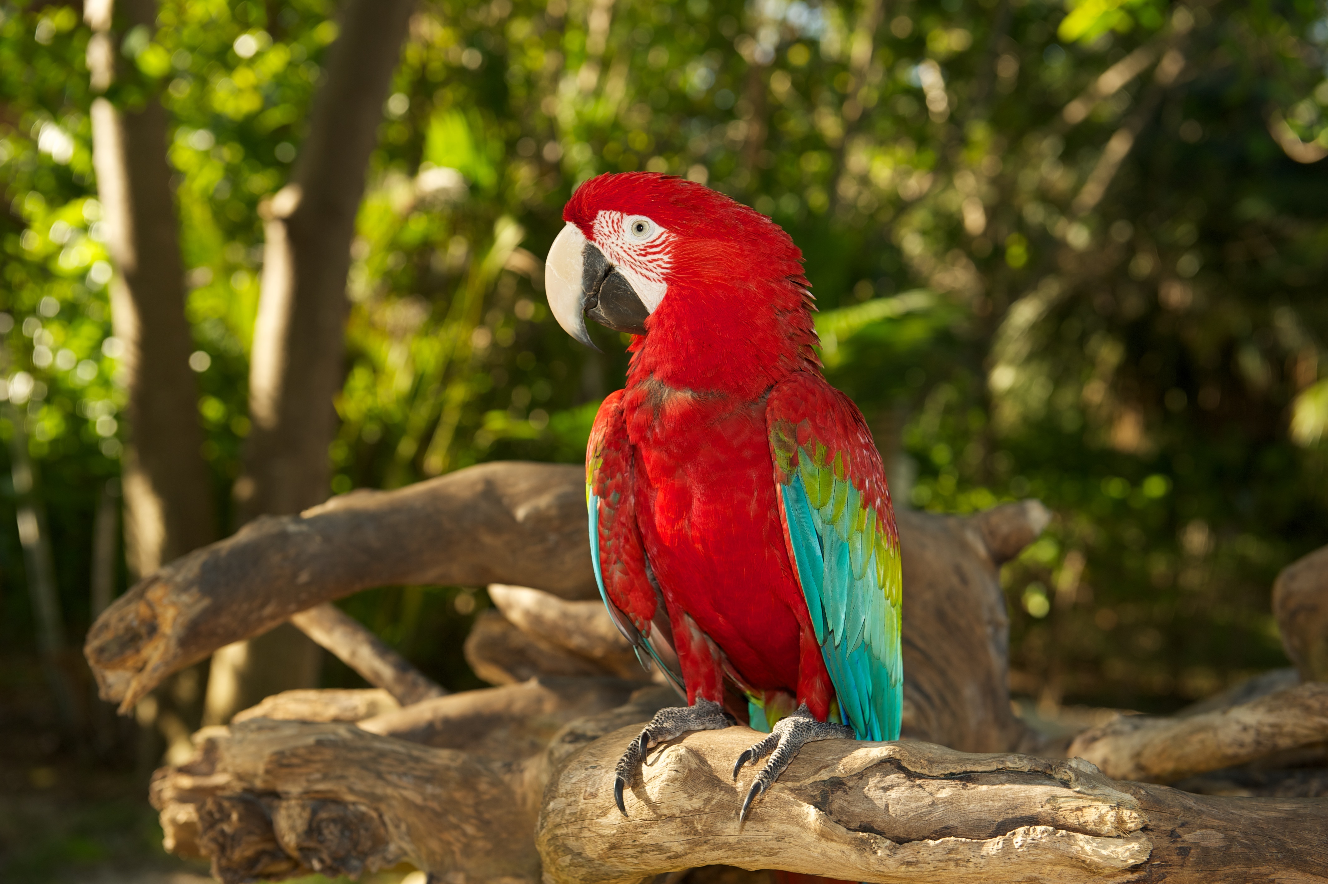 Bird Bokeh Macaw Parrot Red And Green Macaw 4256x2832