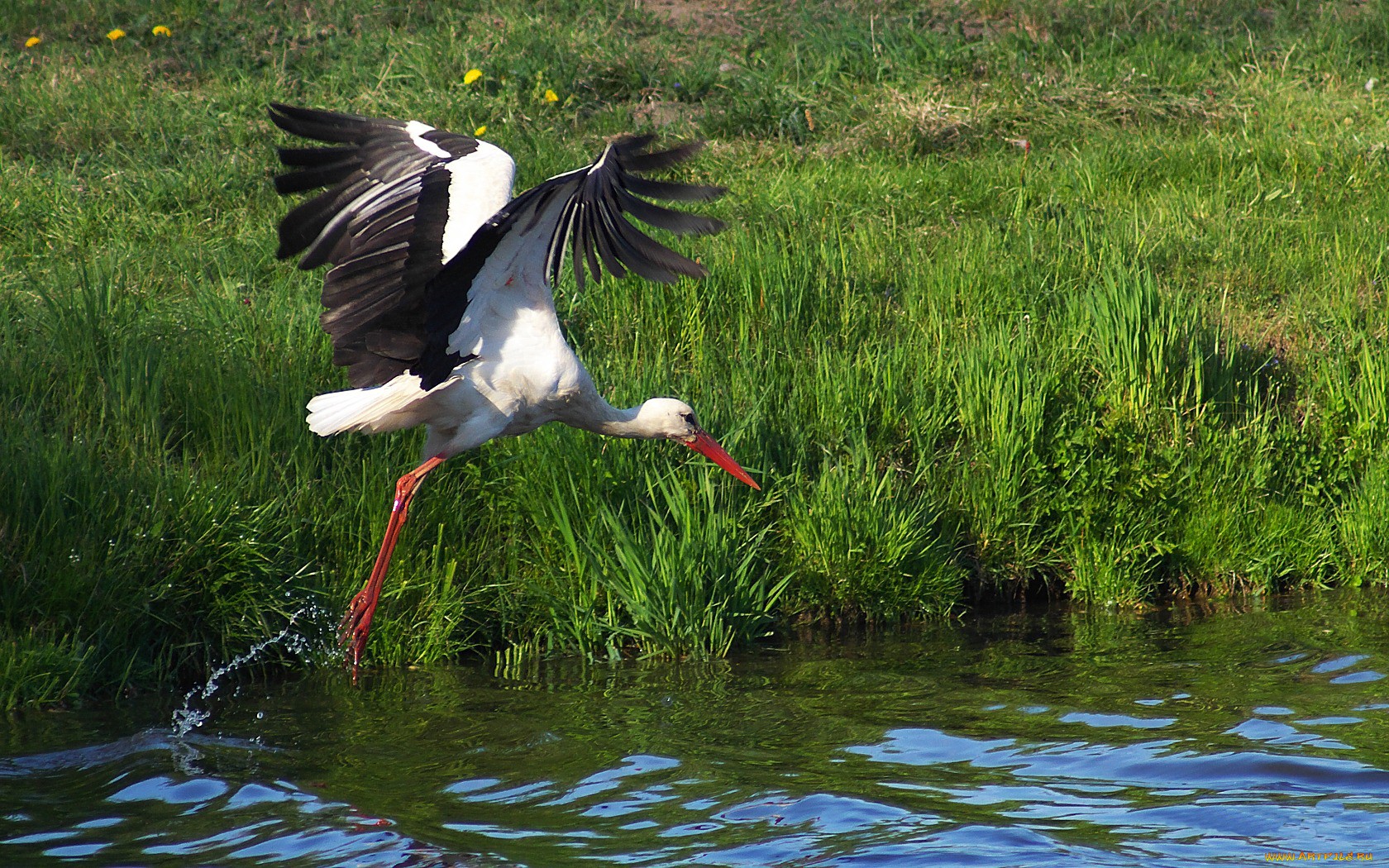 Animal White Stork 1680x1050