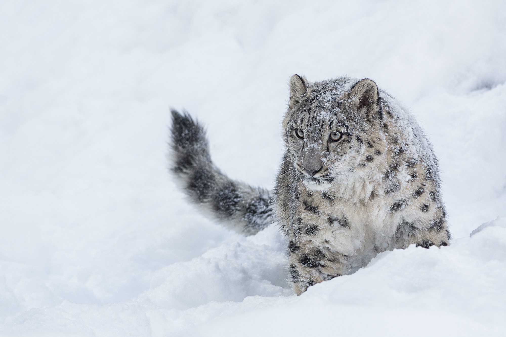 Big Cat Snow Snow Leopard Wildlife Winter Predator Animal 2000x1333