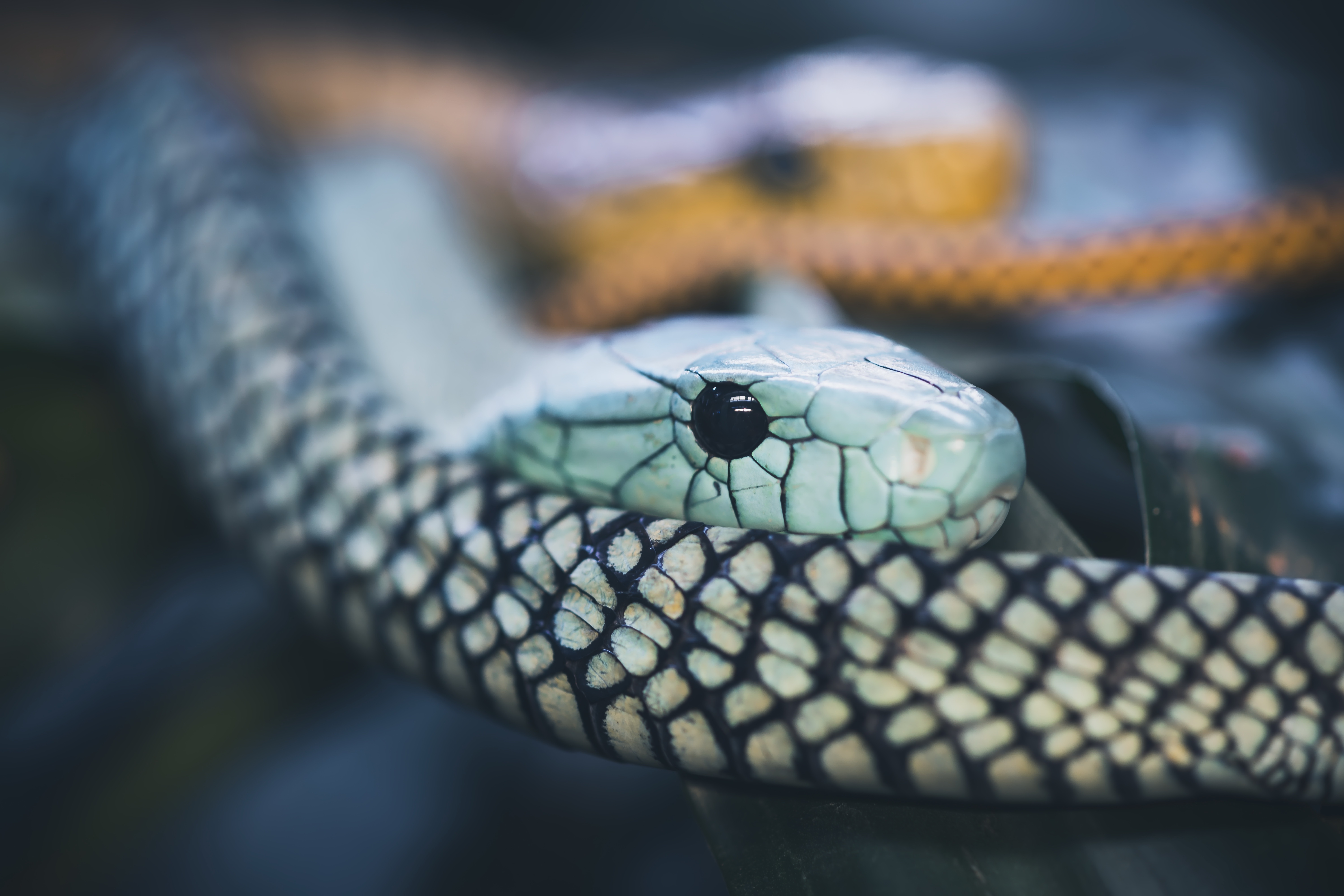 Reptile Snake 6000x4000
