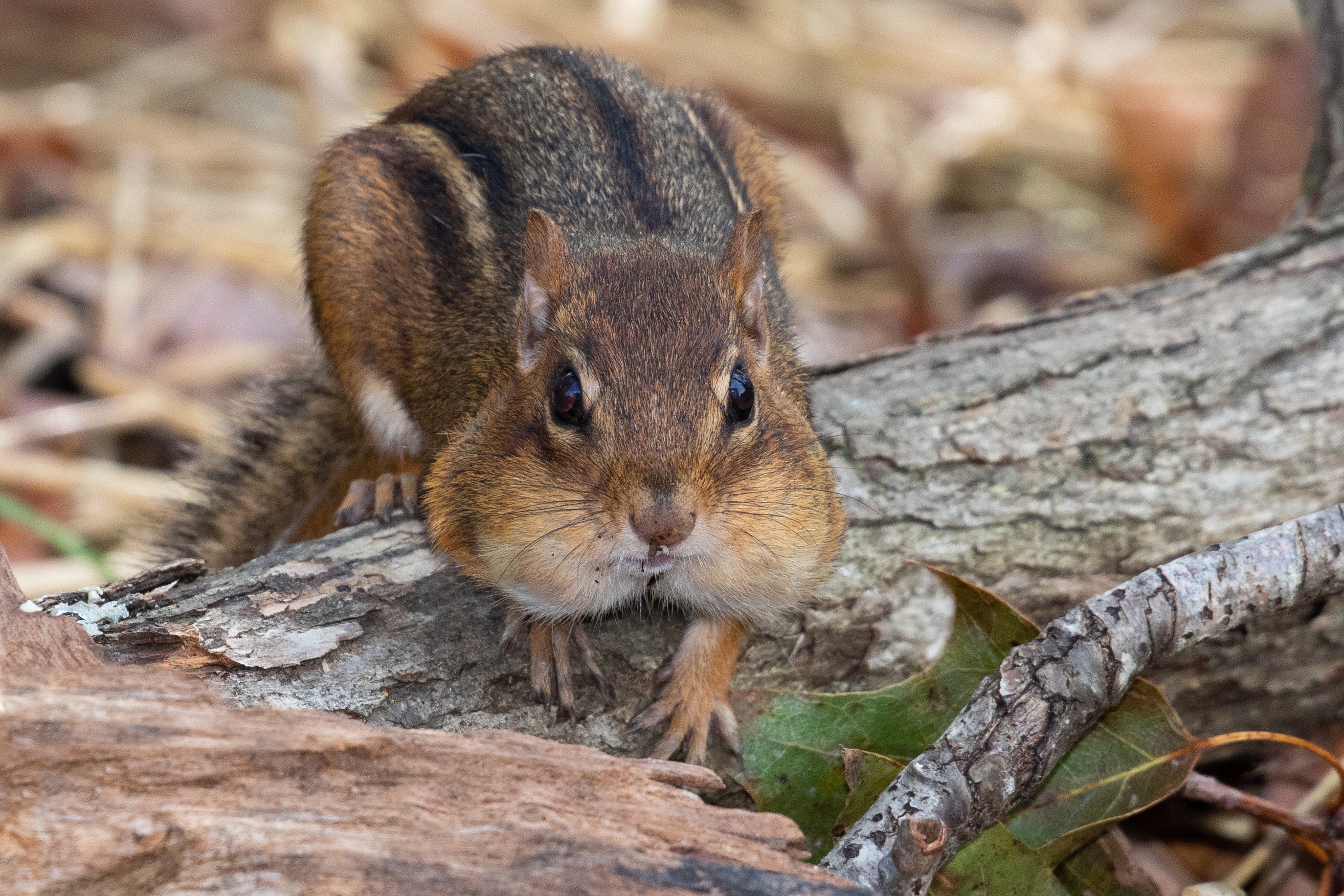 Chipmunk Rodent Wildlife 2748x1832