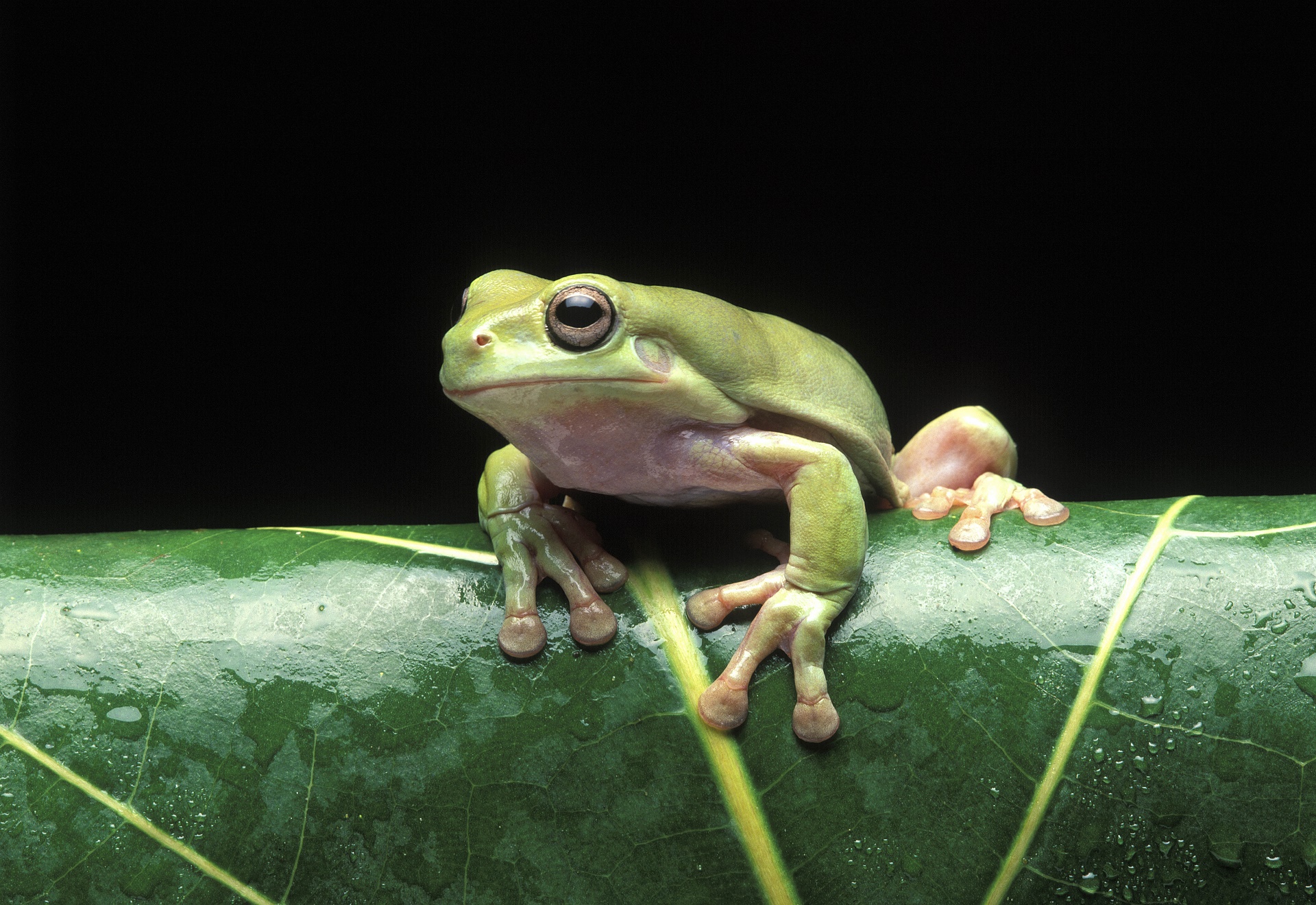 Animal Tree Frog 1920x1320