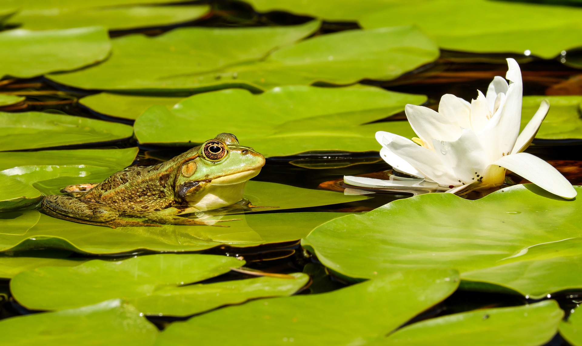 Amphibian Frog Water Lily Wildlife 1920x1143