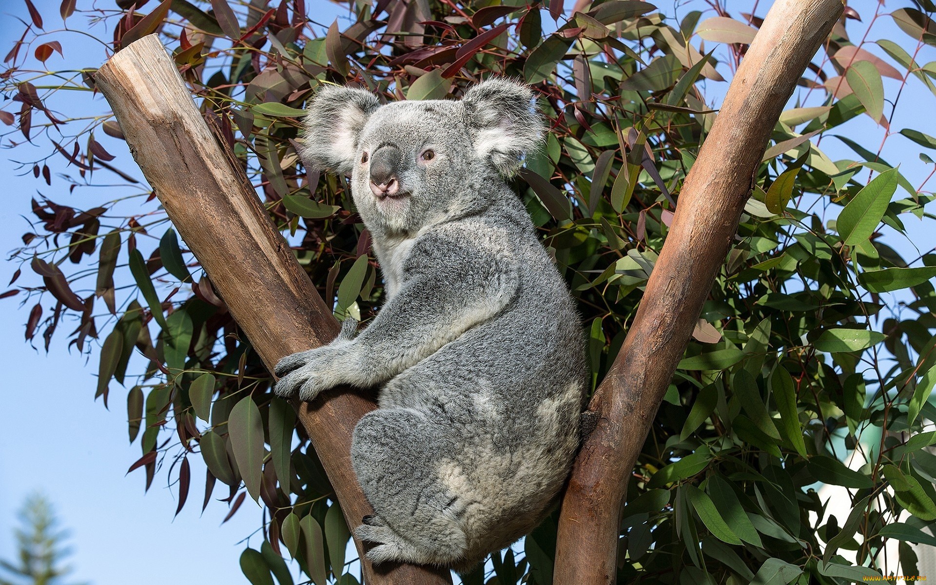 Animal Koala 1920x1200