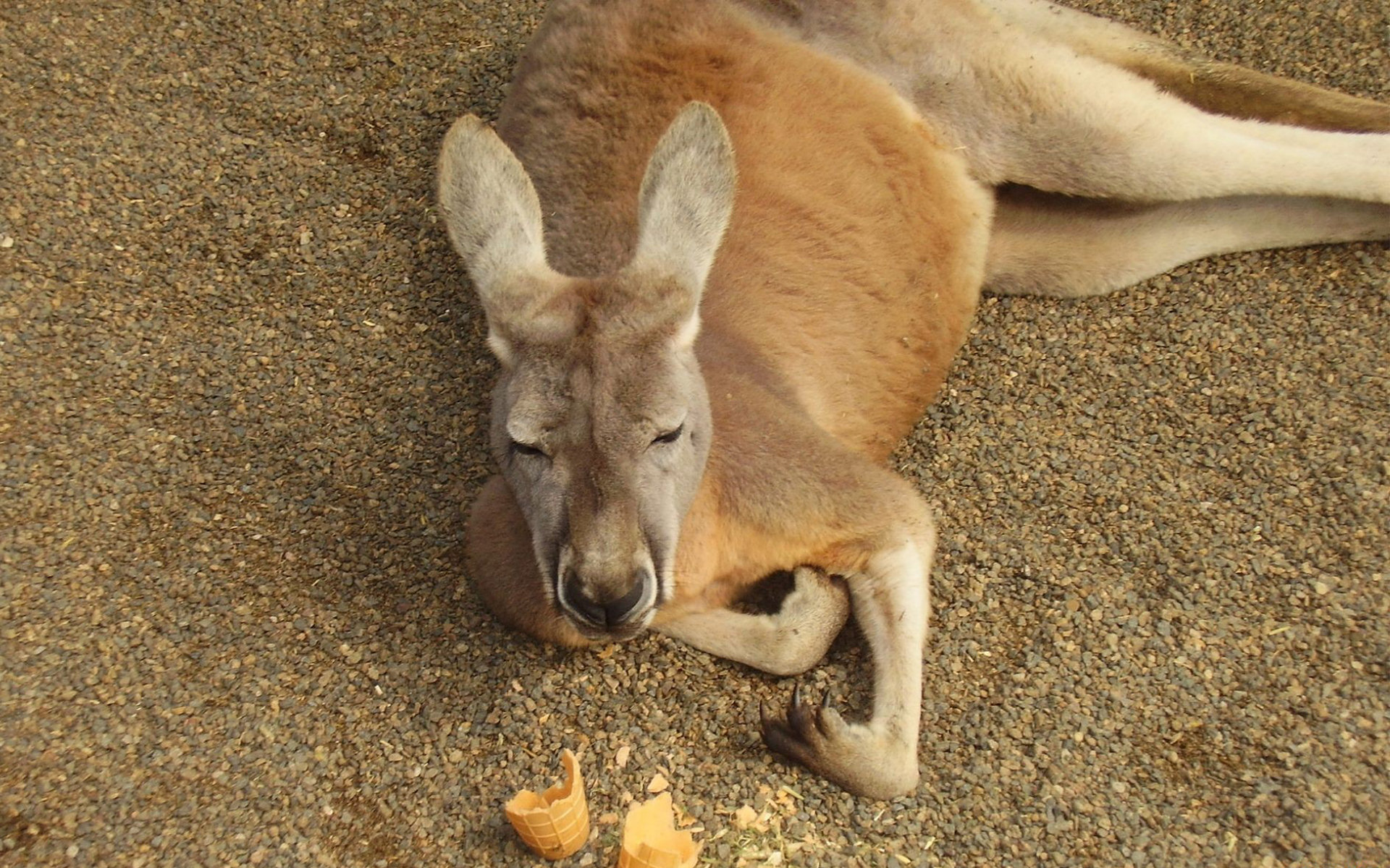 Kangaroo 1920x1200