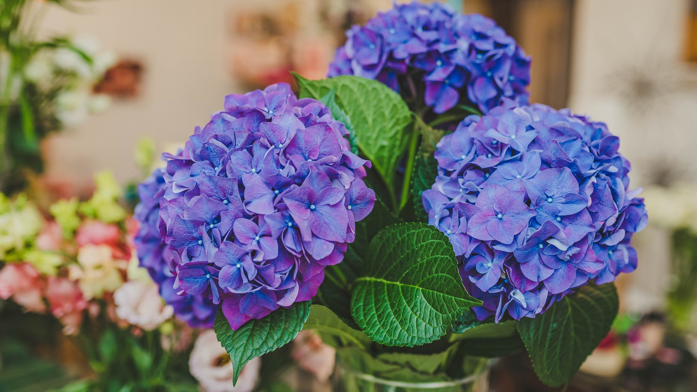 Flower Hydrangea 2275x1280