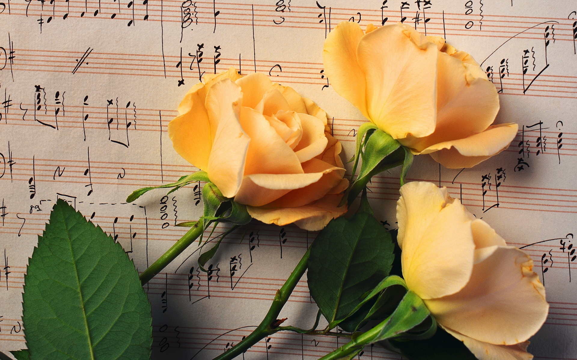 Flower Rose Sheet Music Yellow Flower 1920x1200
