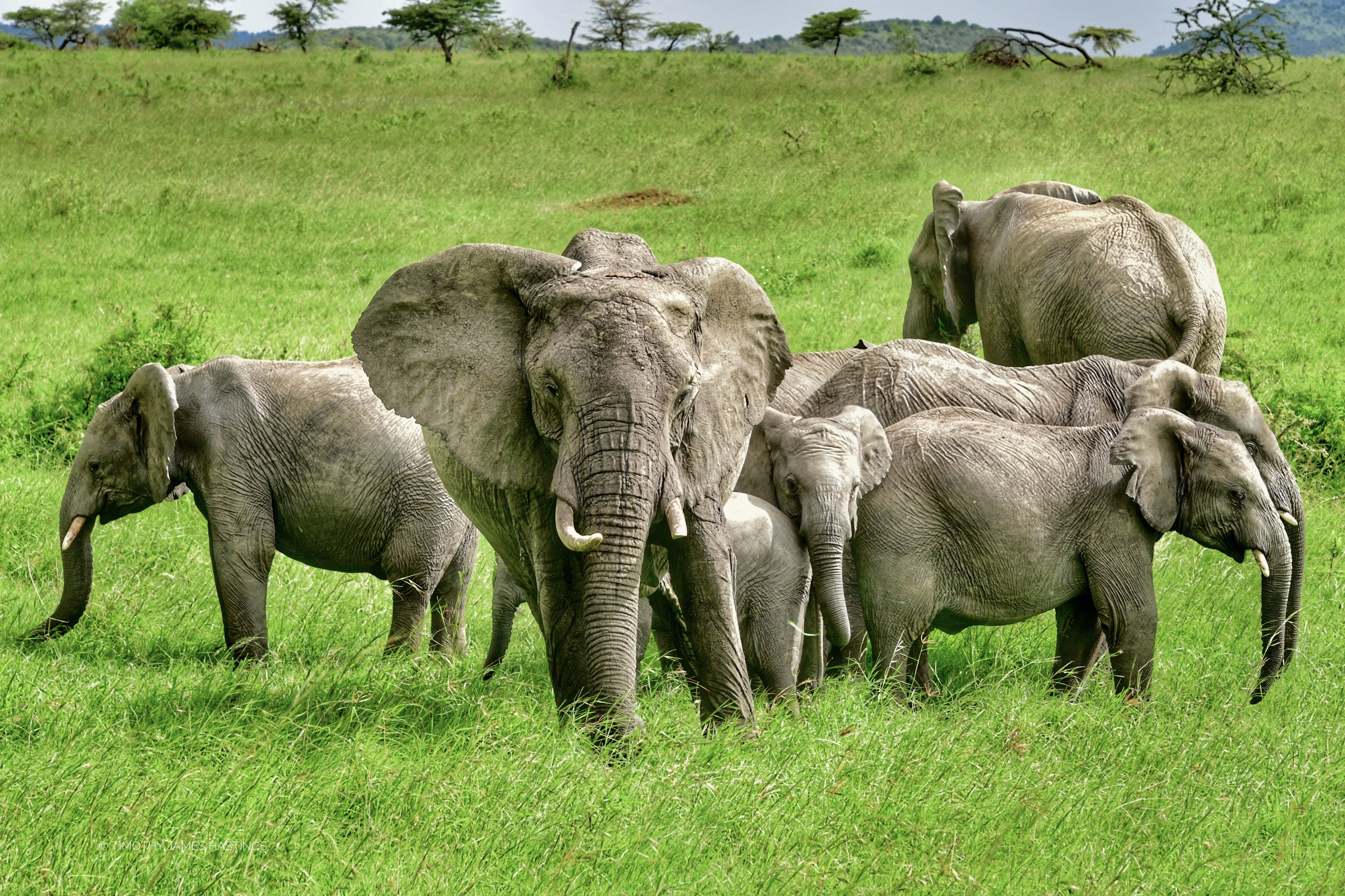 Baby Animal Elephant Wildlife 3752x2500