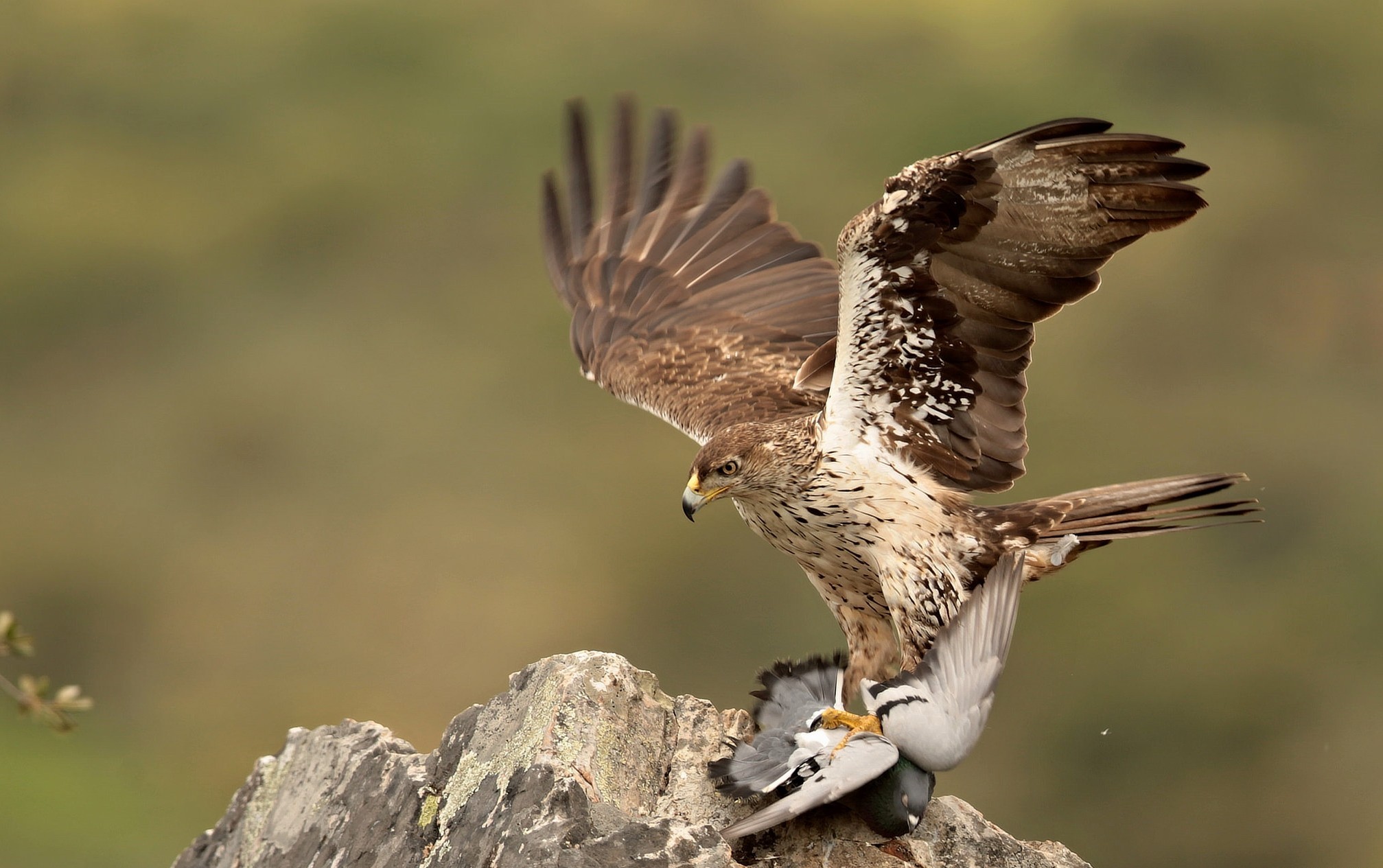 Bird Dove Eagle Wings Predator Animal 2015x1265