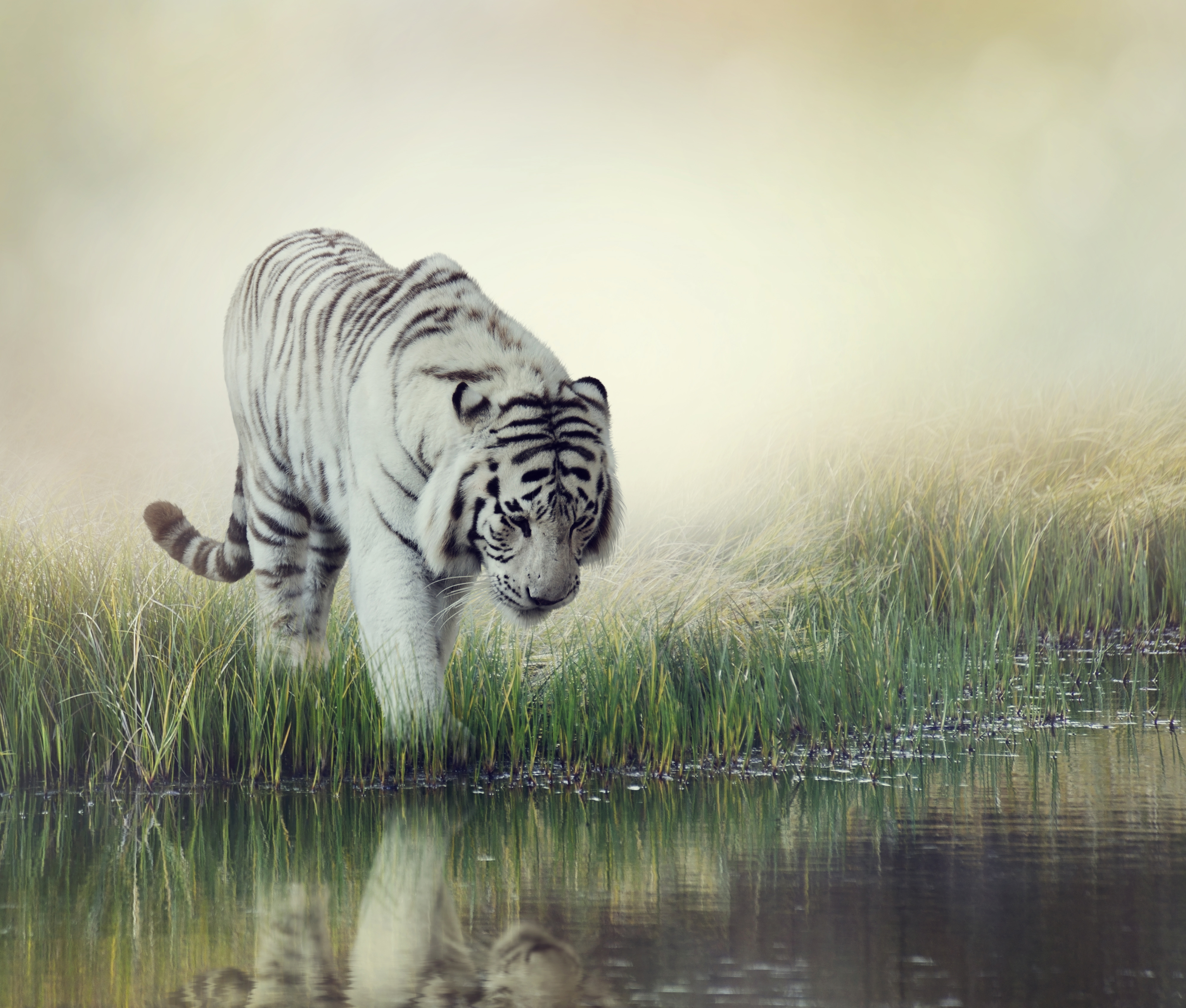 Big Cat Reflection Tiger White Tiger Predator Animal 4000x3400