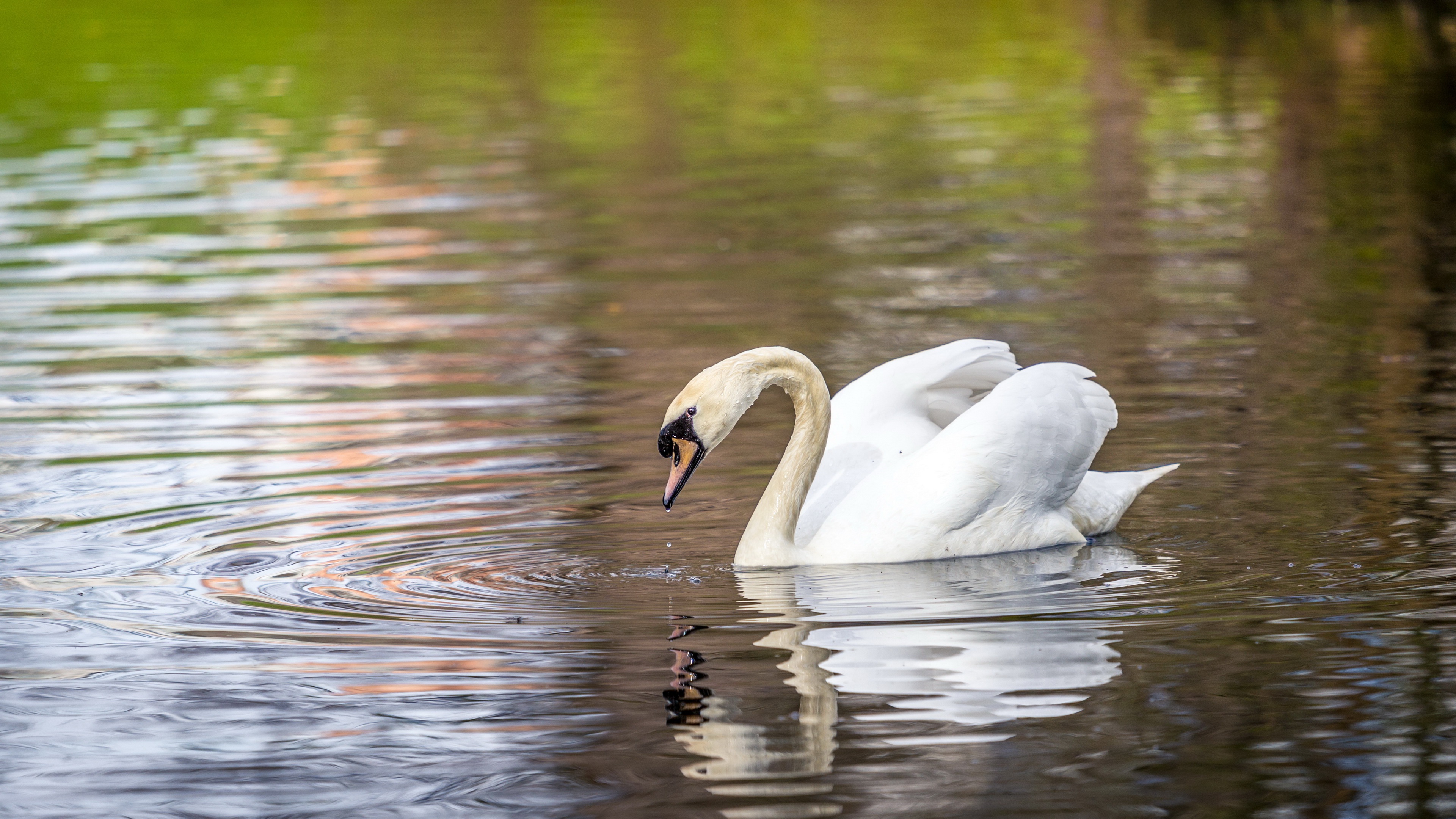 Bird Mute Swan Swan Wildlife 3840x2160