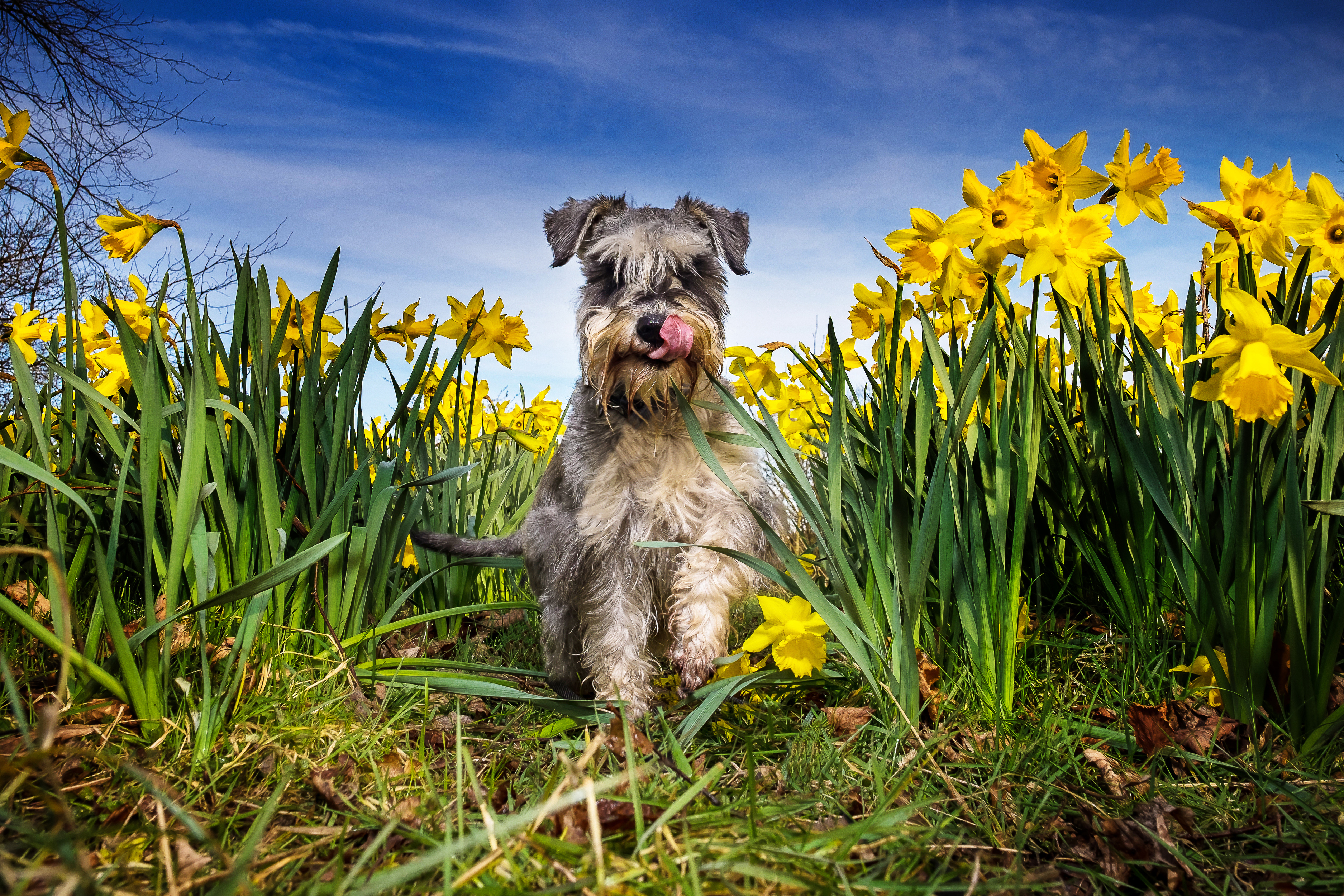 Daffodil Dog Pet Schnauzer Yellow Flower 3750x2500